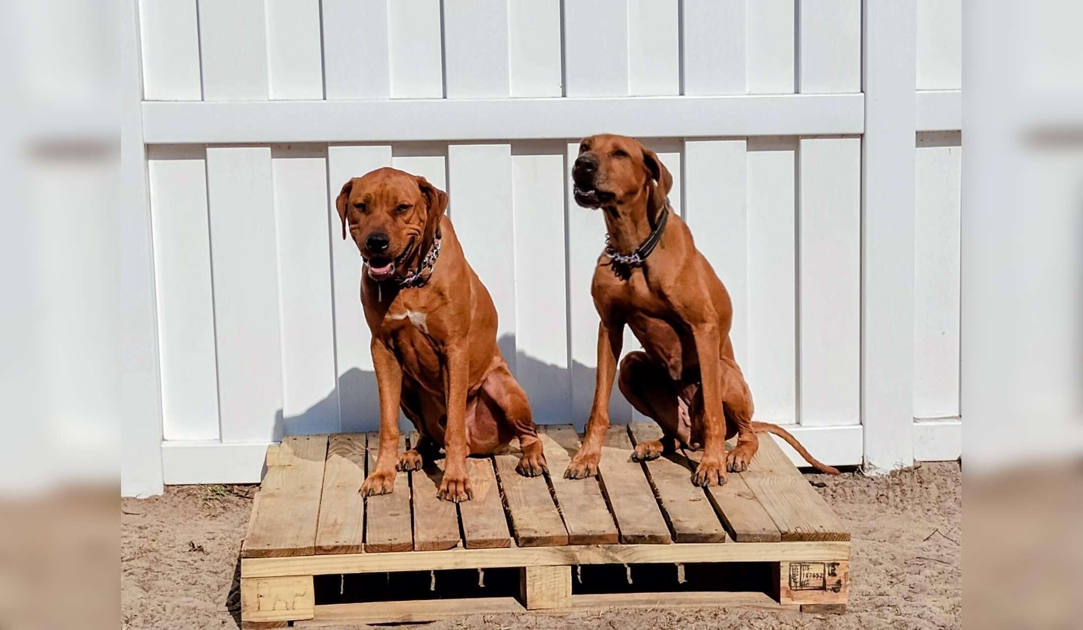 Home/Dog Sitter needed for Lakefront Home in Bradenton, FL