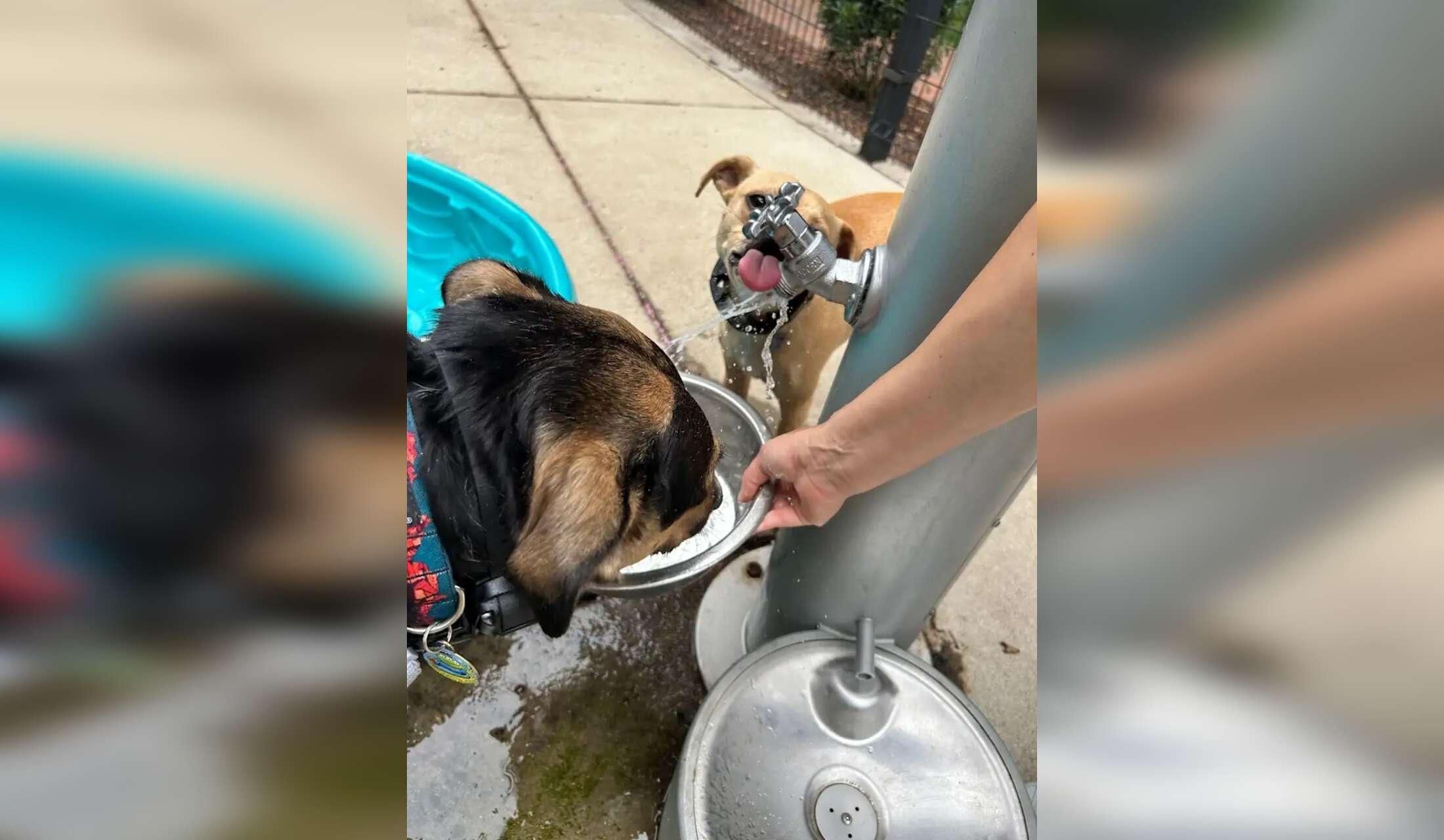 Easy DC living with loving pups! Remote work friendly and no car needed :) - Image 8