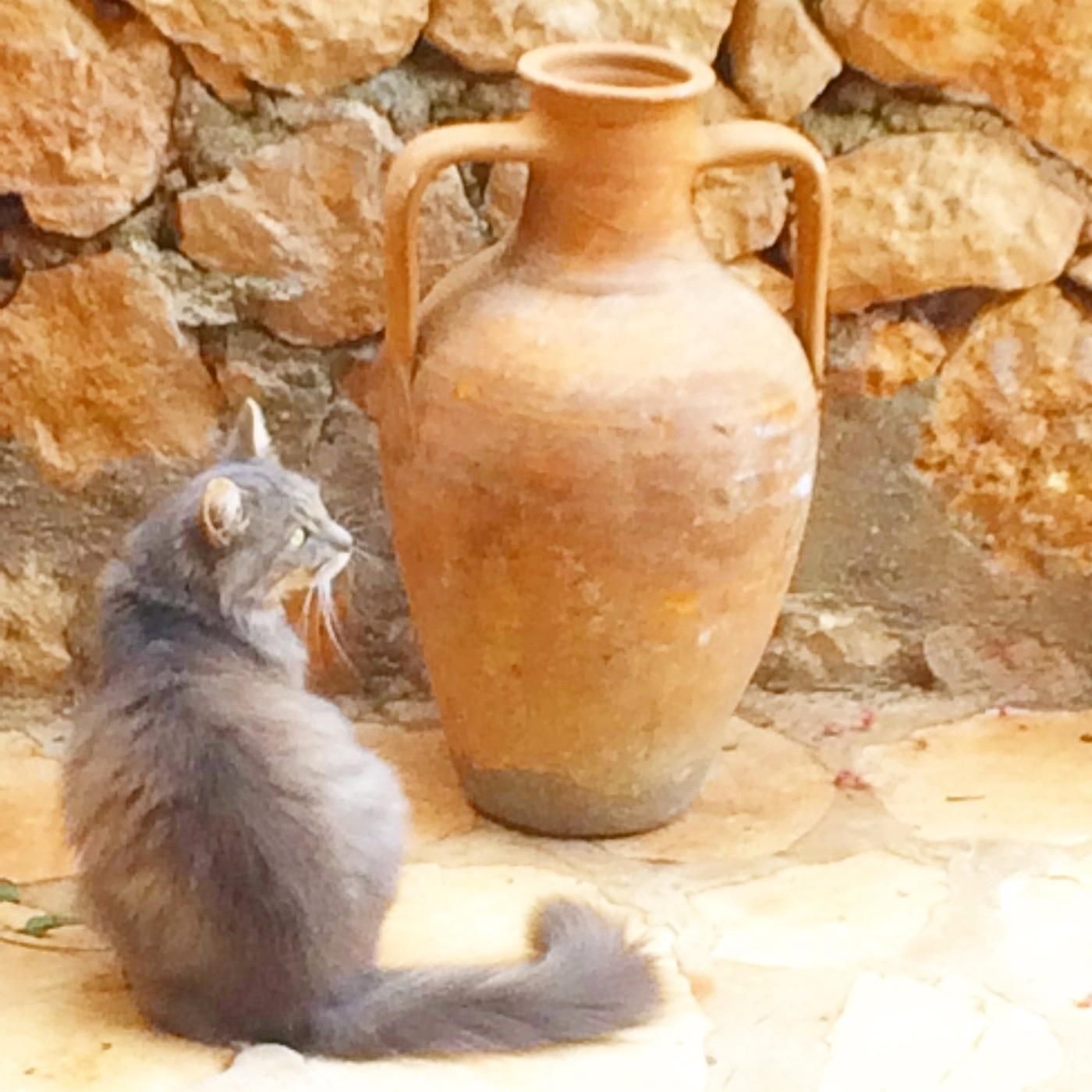 Cat sit on the beautiful Mediterranean coast. - Image 7