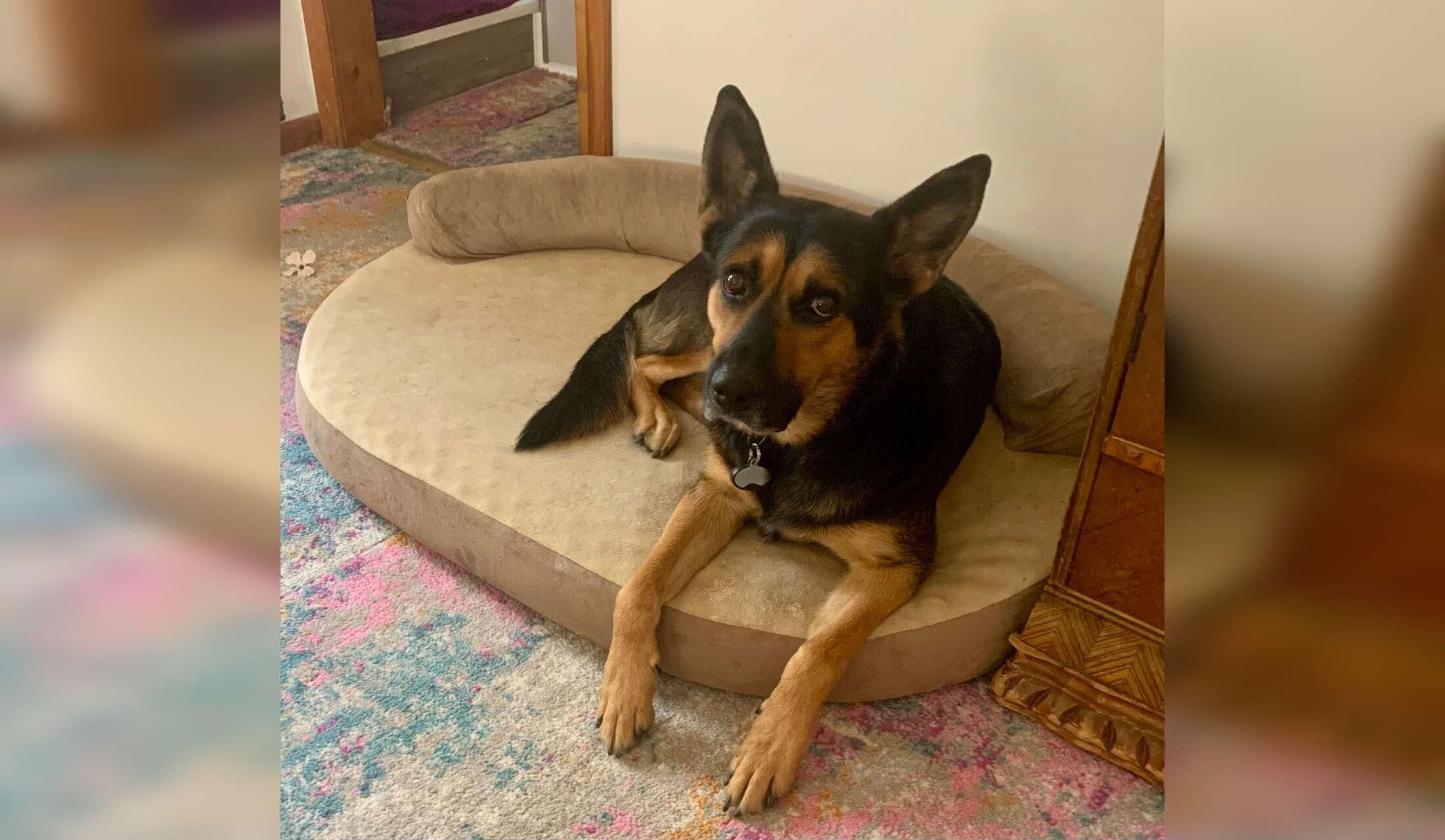 Senior widow looking for house/ pet/ plant sitter