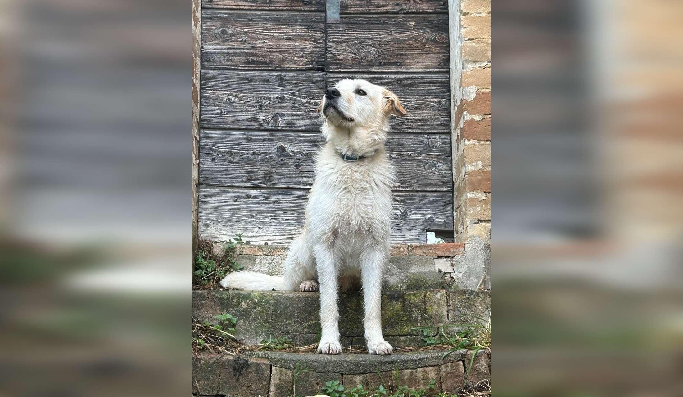 Pet sitting for dogs, cats and chicken in my wild country house - Image 9