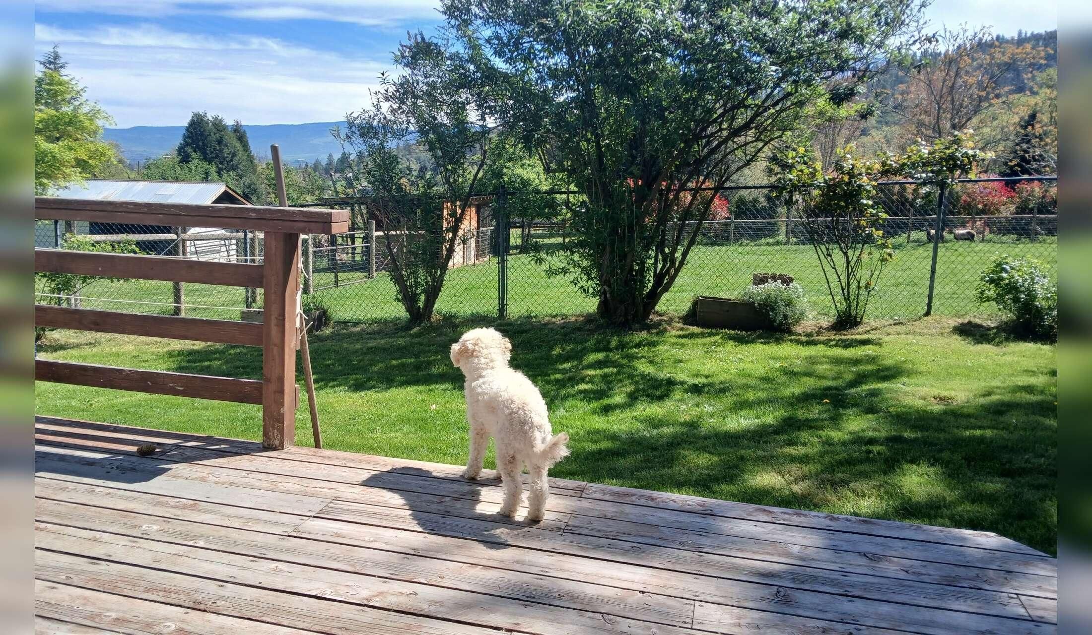 Feb-March 2027-(7 weeks)  Dog and House Sitter Needed in Beautiful Southern Oregon - Image 6