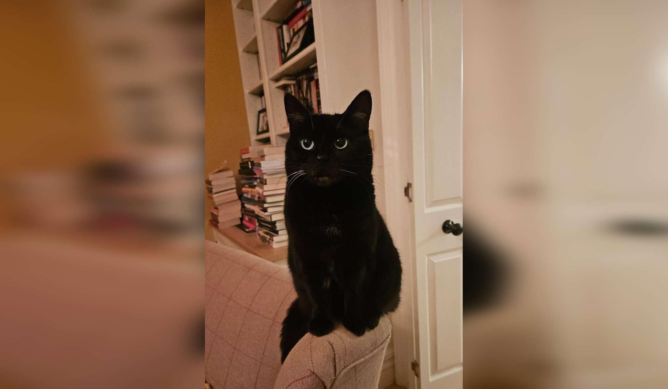 House sitter(s) required for Home and Cat sit - Christmas 2026, Bromley, London, UK - Image 3
