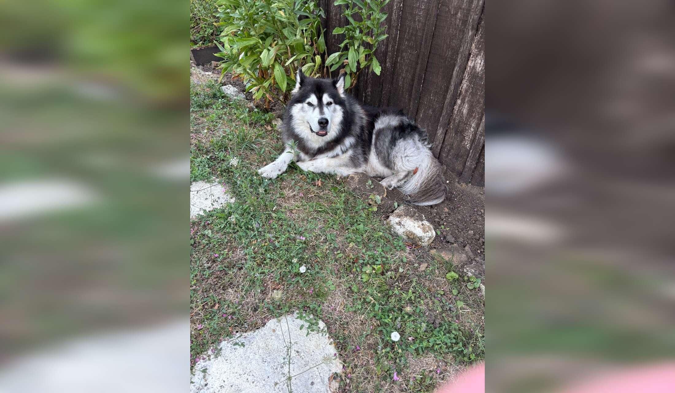 Our adorable husky Oreo
