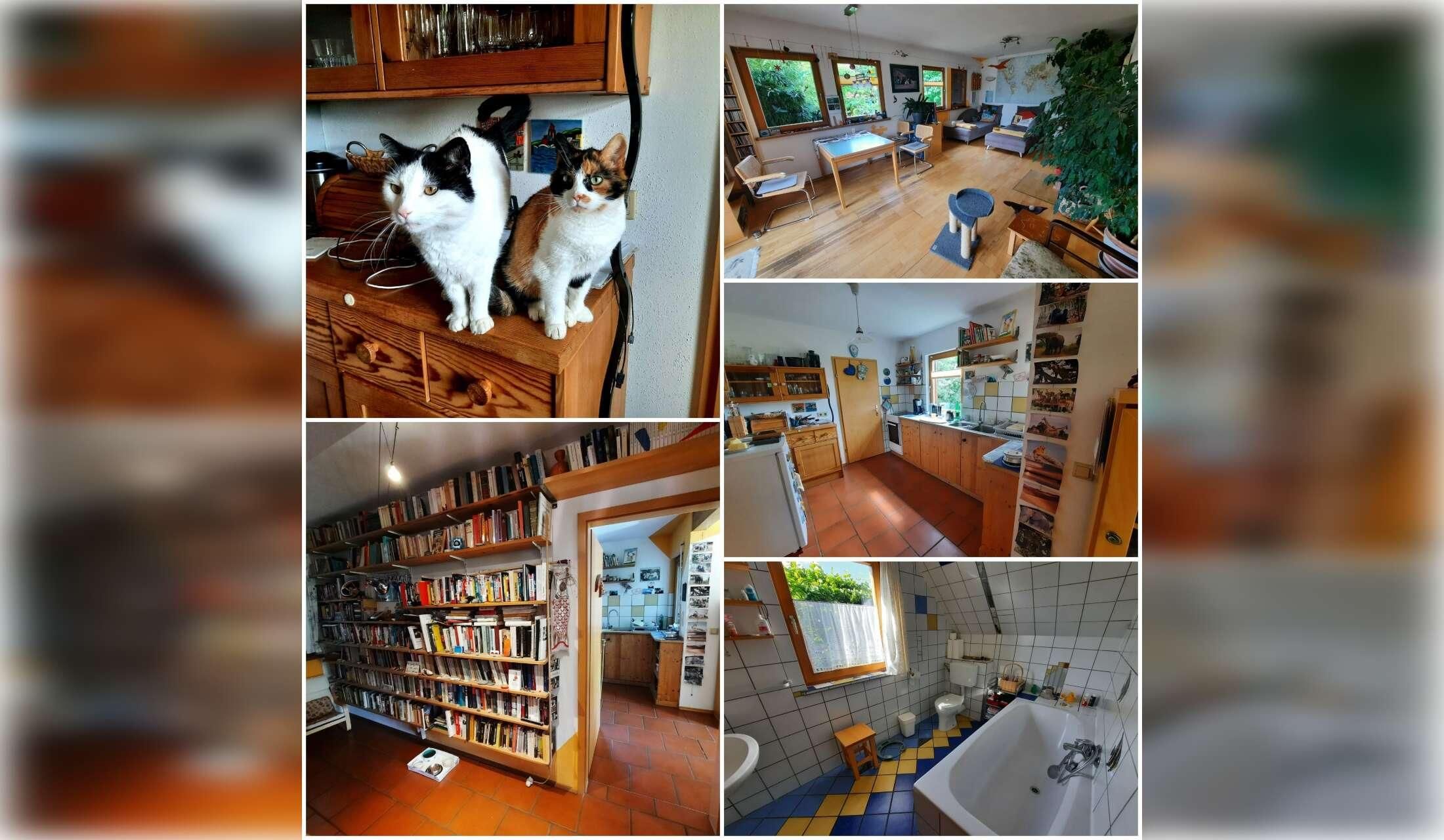 Housesitting 2 cats and 5 chicken in a village near Vienna, Austria 19. October - 3.November 2026 - Image 5