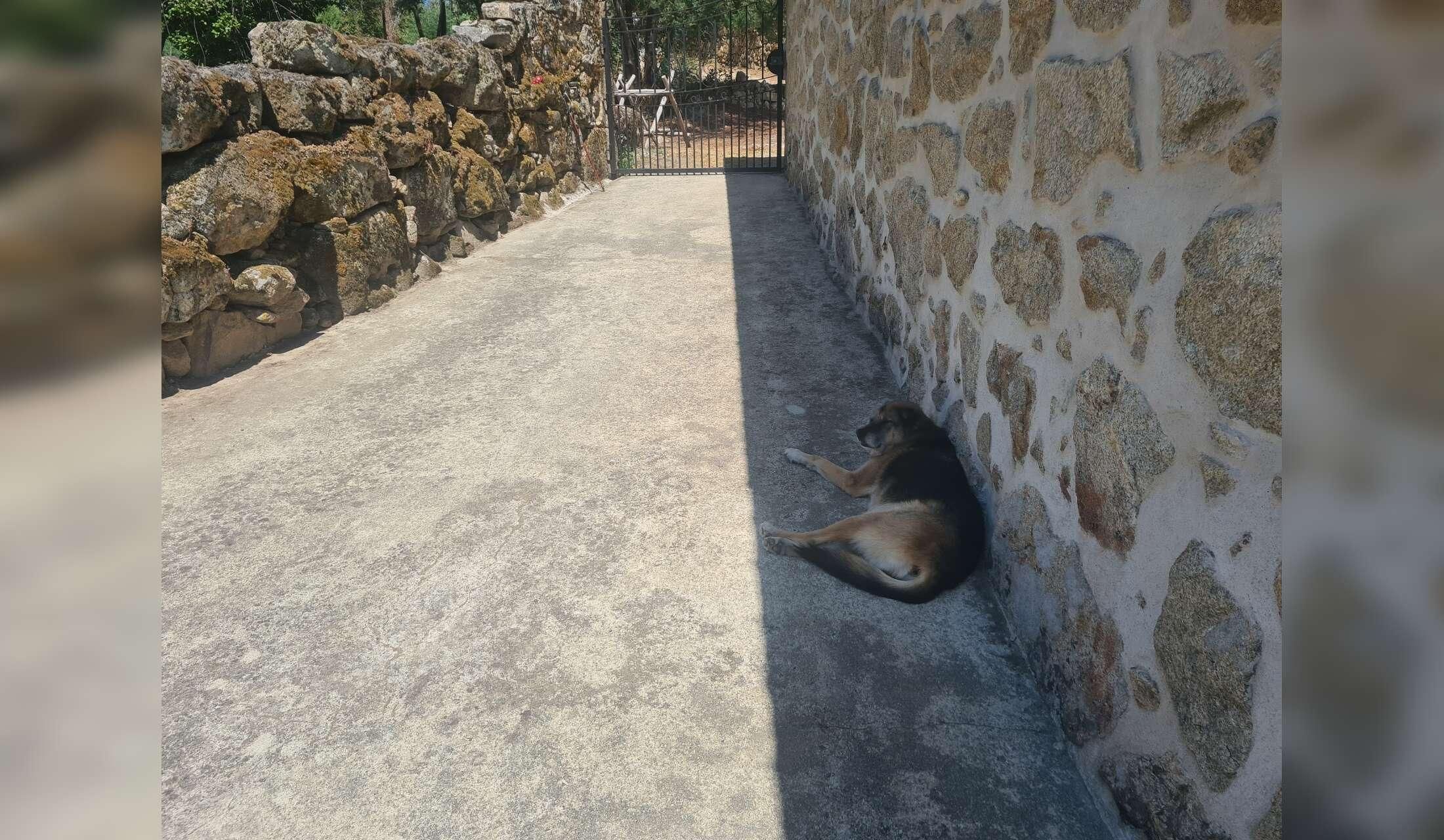 Quiet rural home with friendly old dog that needs company and walks