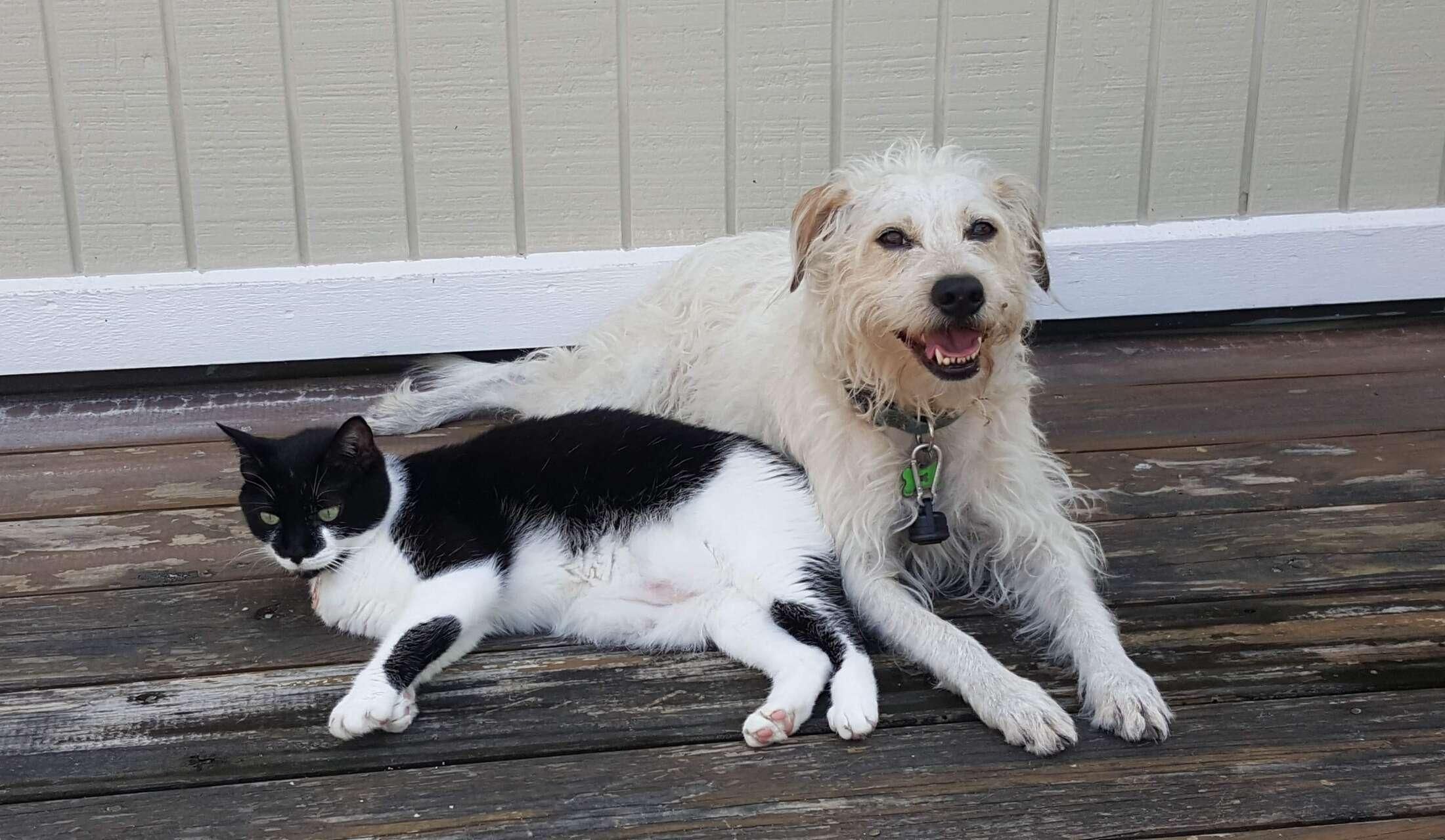Great home, quiet neighborhood, close to the  beach and 3 loveable furry friends waiting to meet you