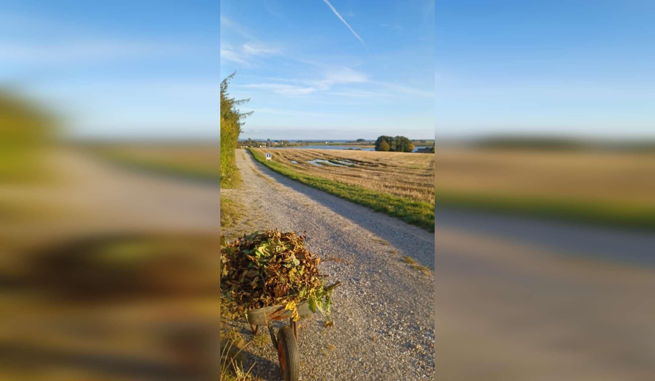 Looking for a house and cat-sitter (Aarhus, Denmark) - Image 5