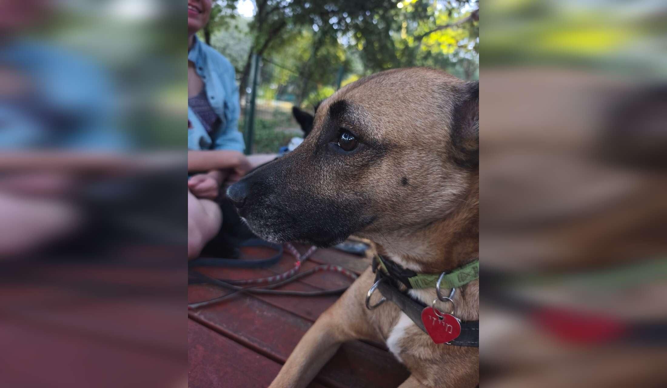 Two Weeks in the Haifa Area with a Sweet Dog