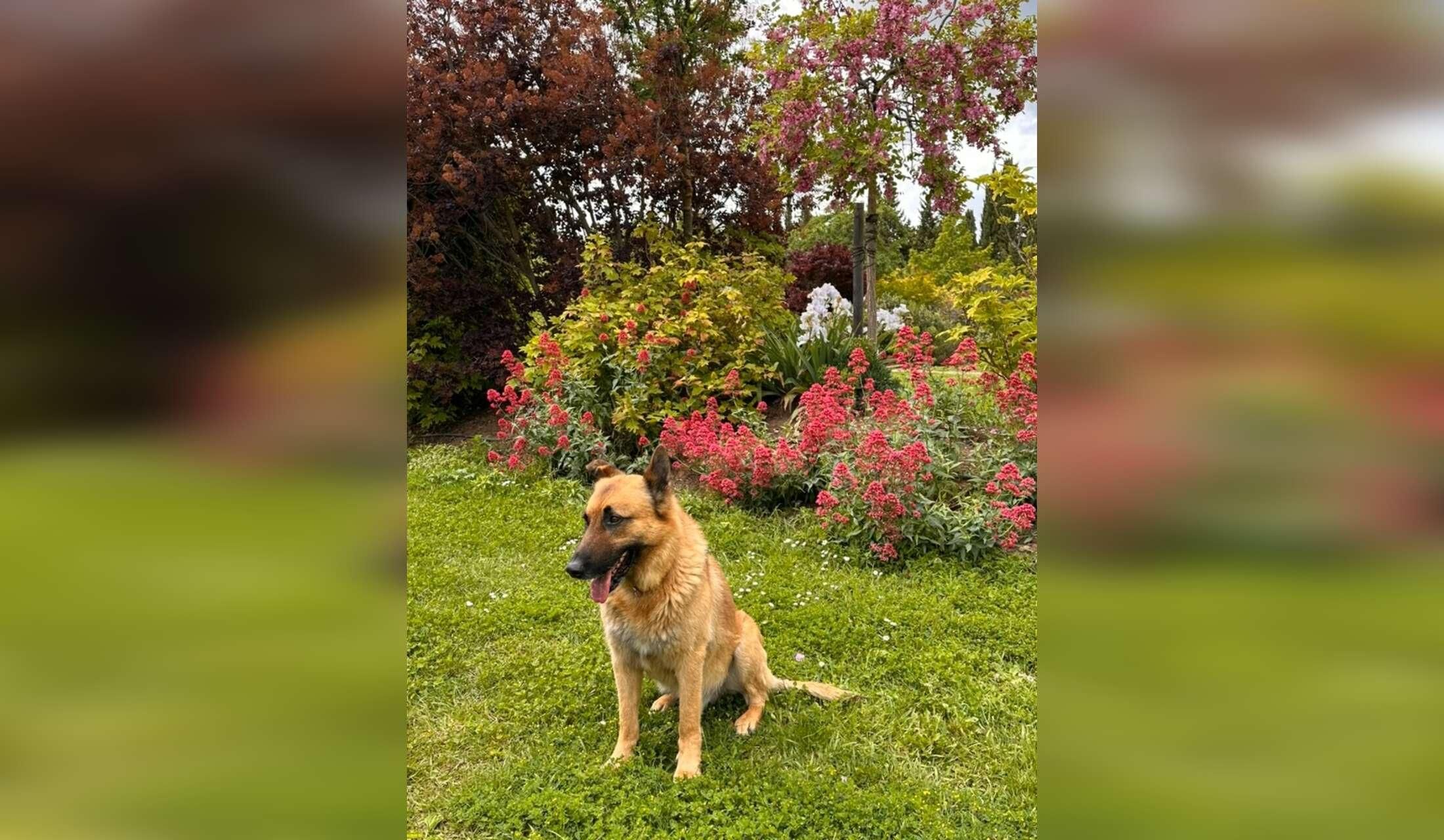A Belgian shepherd dog, three cats and a few chickens need you in Provence - Image 9