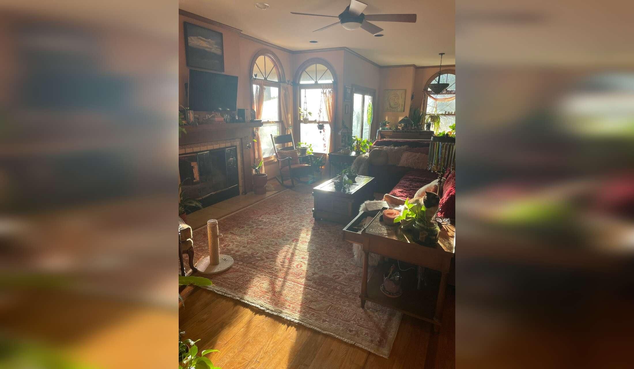 Beautiful Home, Cats, Plant Care
