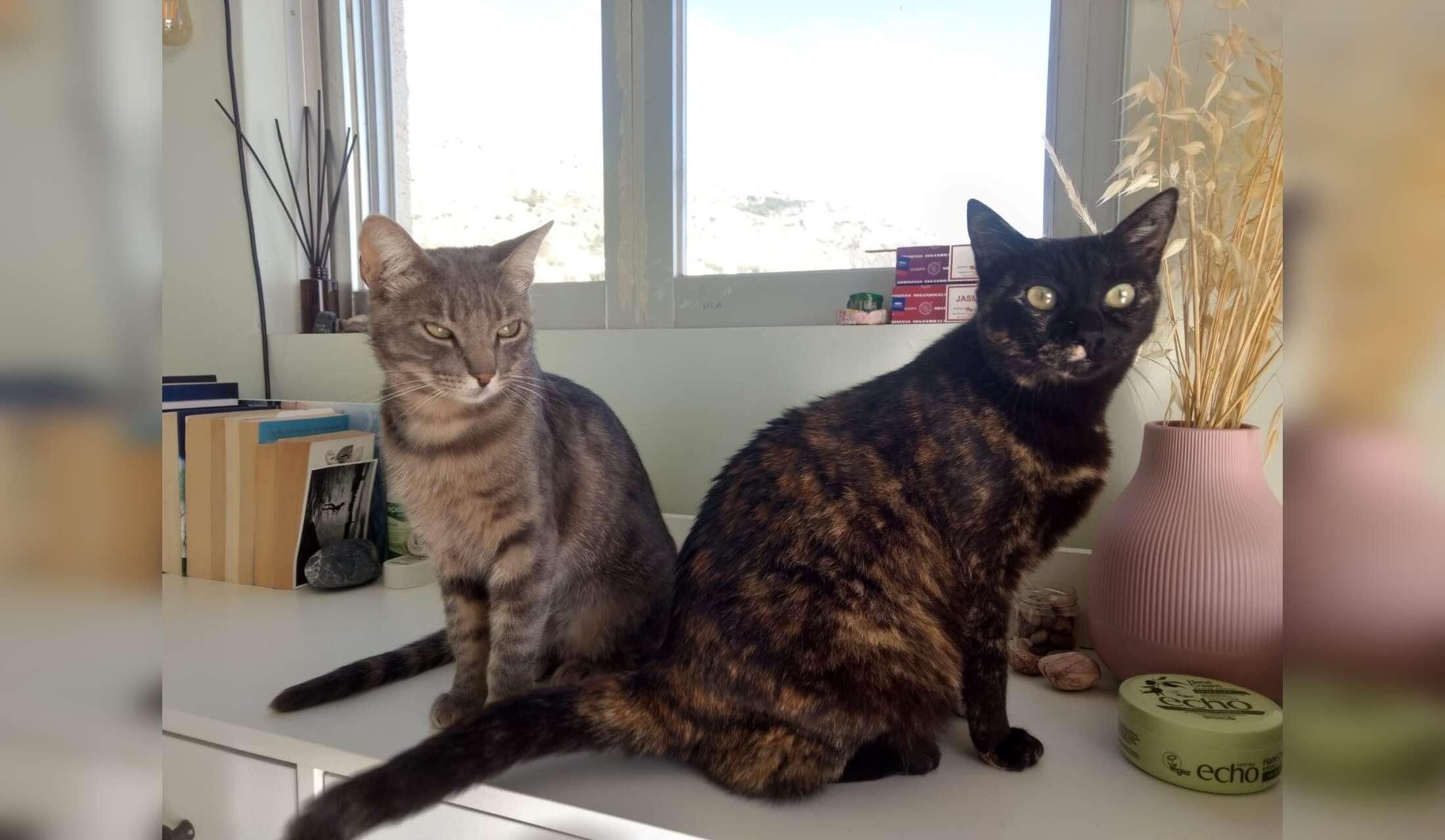 Adorable Cats in Southern Athens