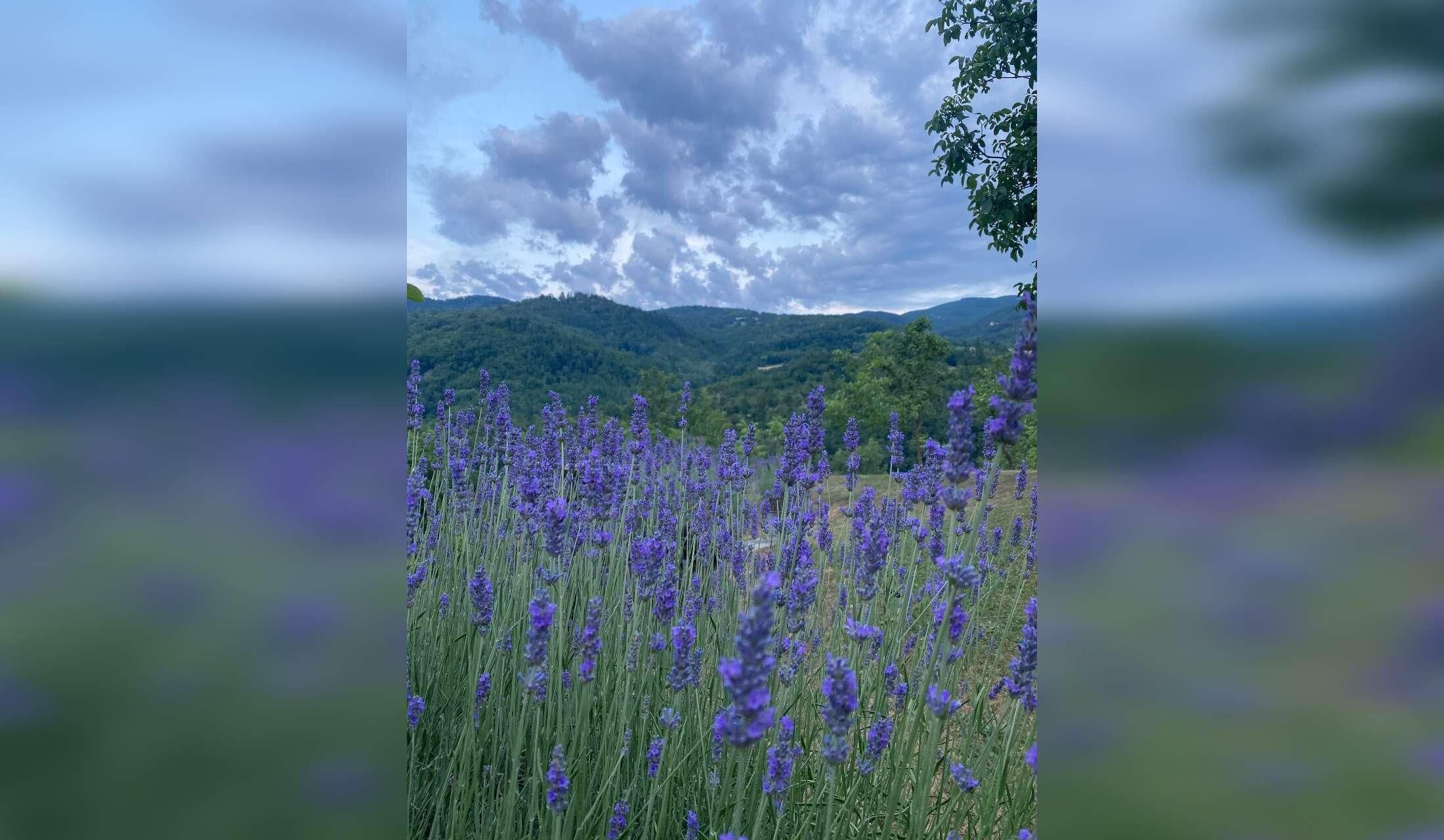 Cercasi custodi per casa nel bosco sul fiume al confine tra Emilia Romagna e Toscana