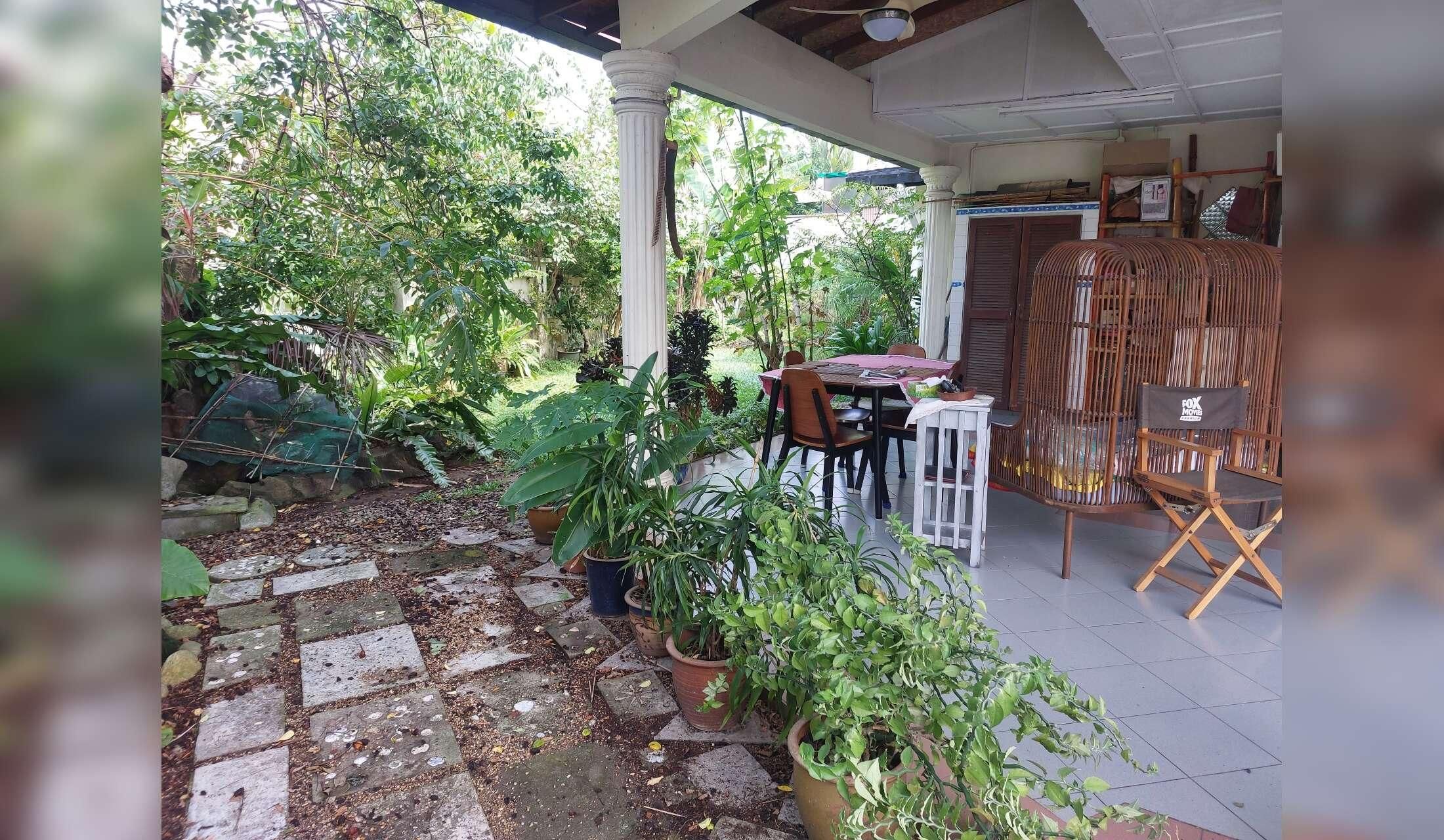Sunny Days with Cats and Frogs in Malaysia.