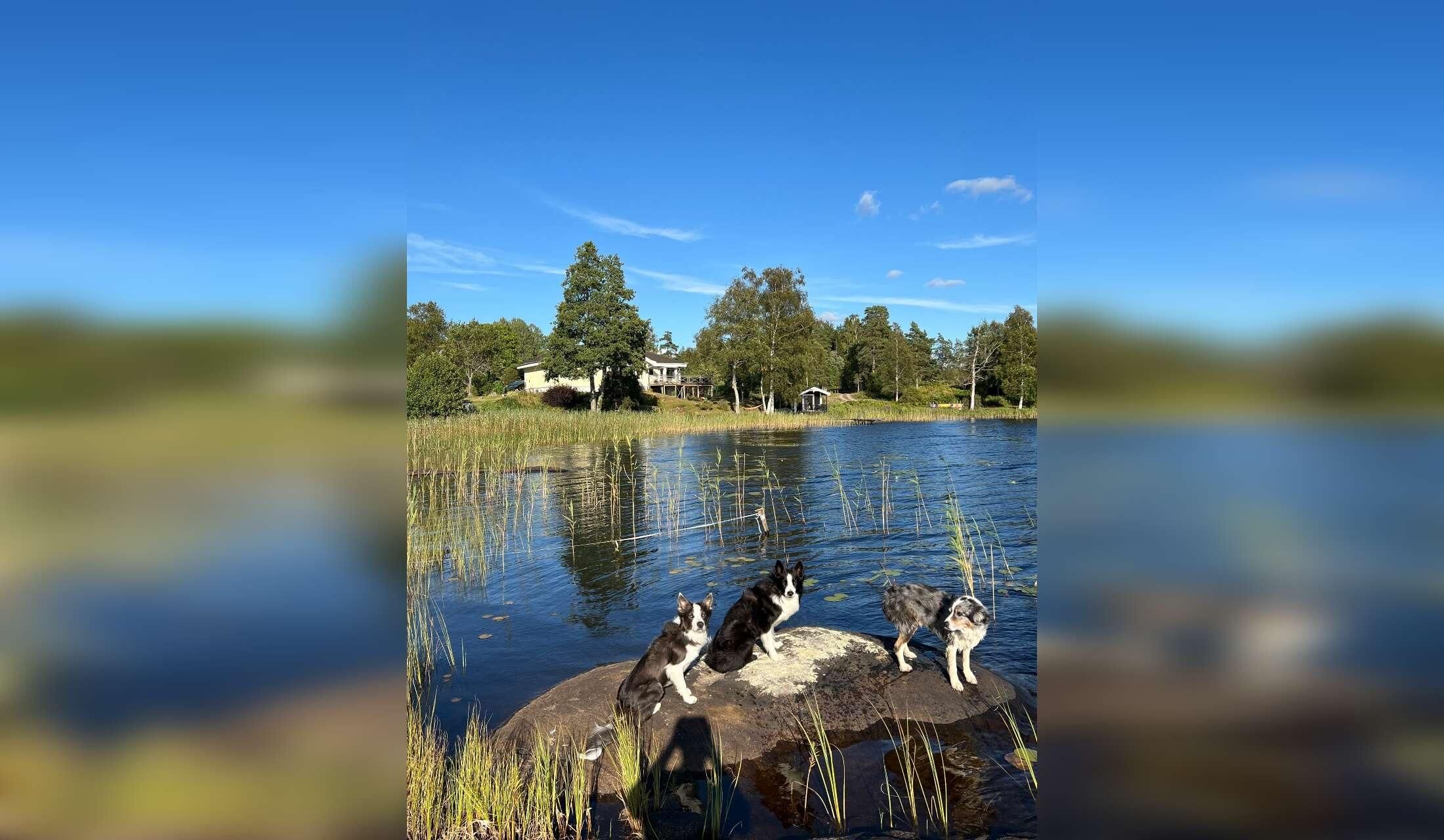 Peaceful lakeside home, 3 lovely dogs, sauna & car – Swedish countryside near Gothenburg | 22 Oct–2 Nov
