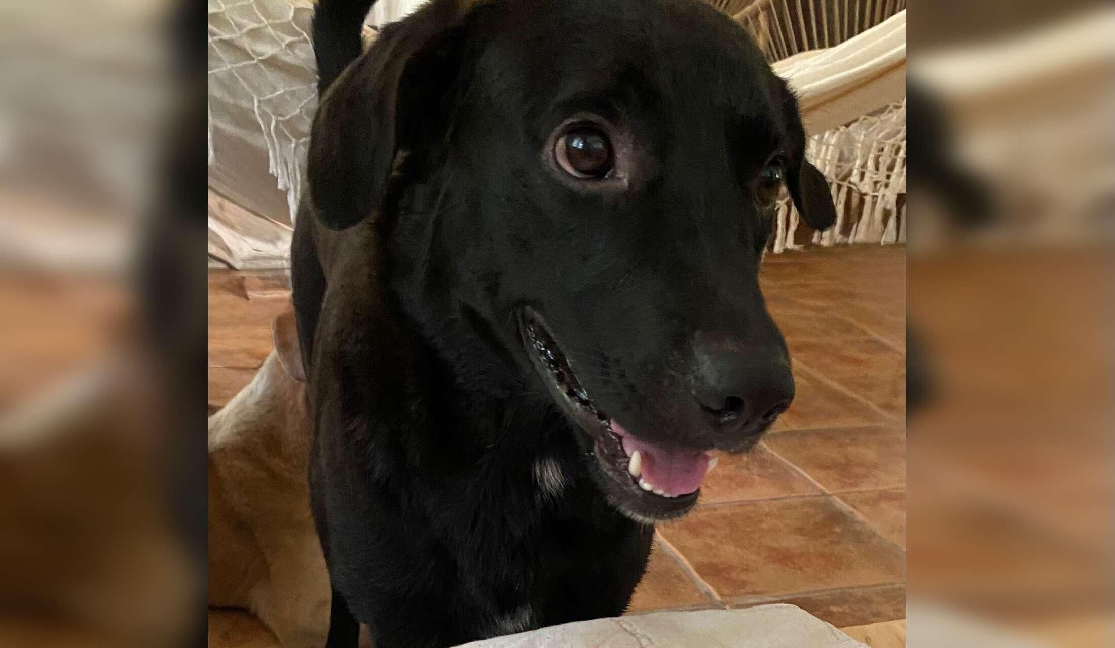 Looking for pet / house sitter for April 2027 in Costa Rica - Image 2