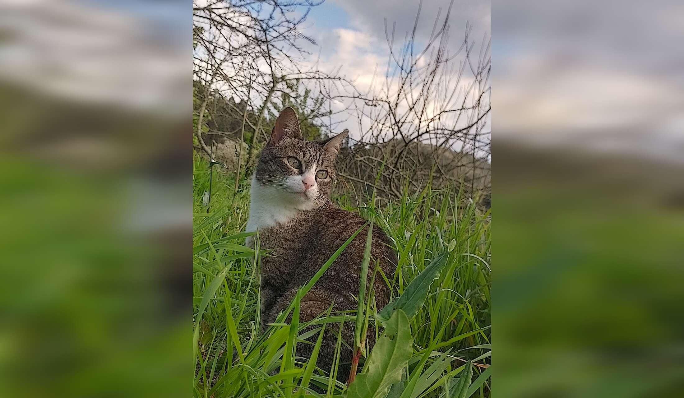 Looking after Herba, my cat, in the countryside of Asturias - Image 4