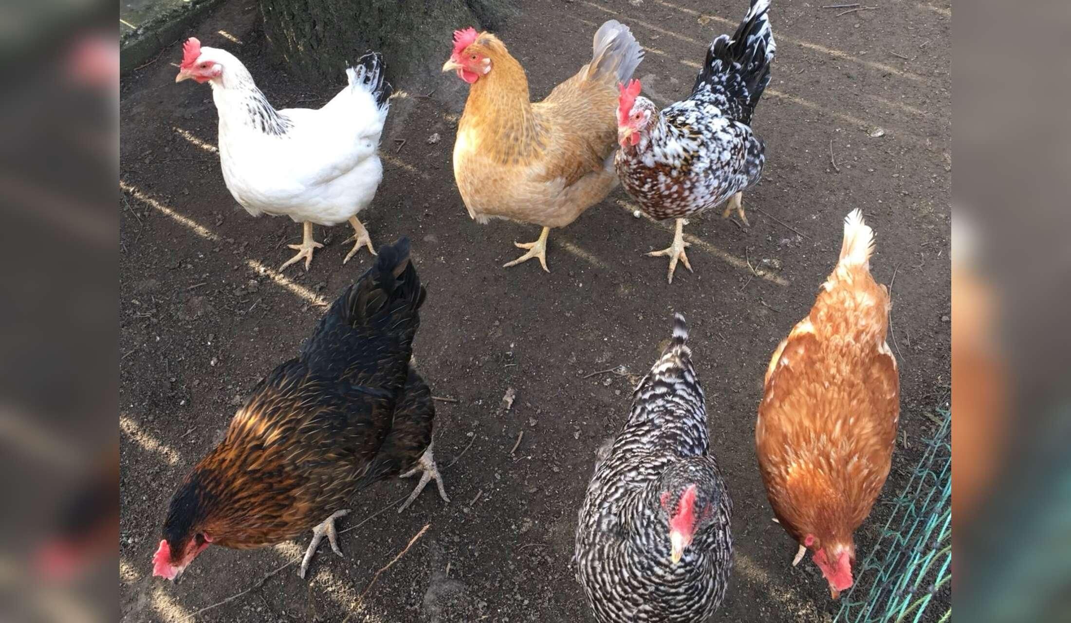 Housesitting 2 cats and 5 chicken in a village near Vienna, Austria 19. October - 3.November 2026 - Image 2