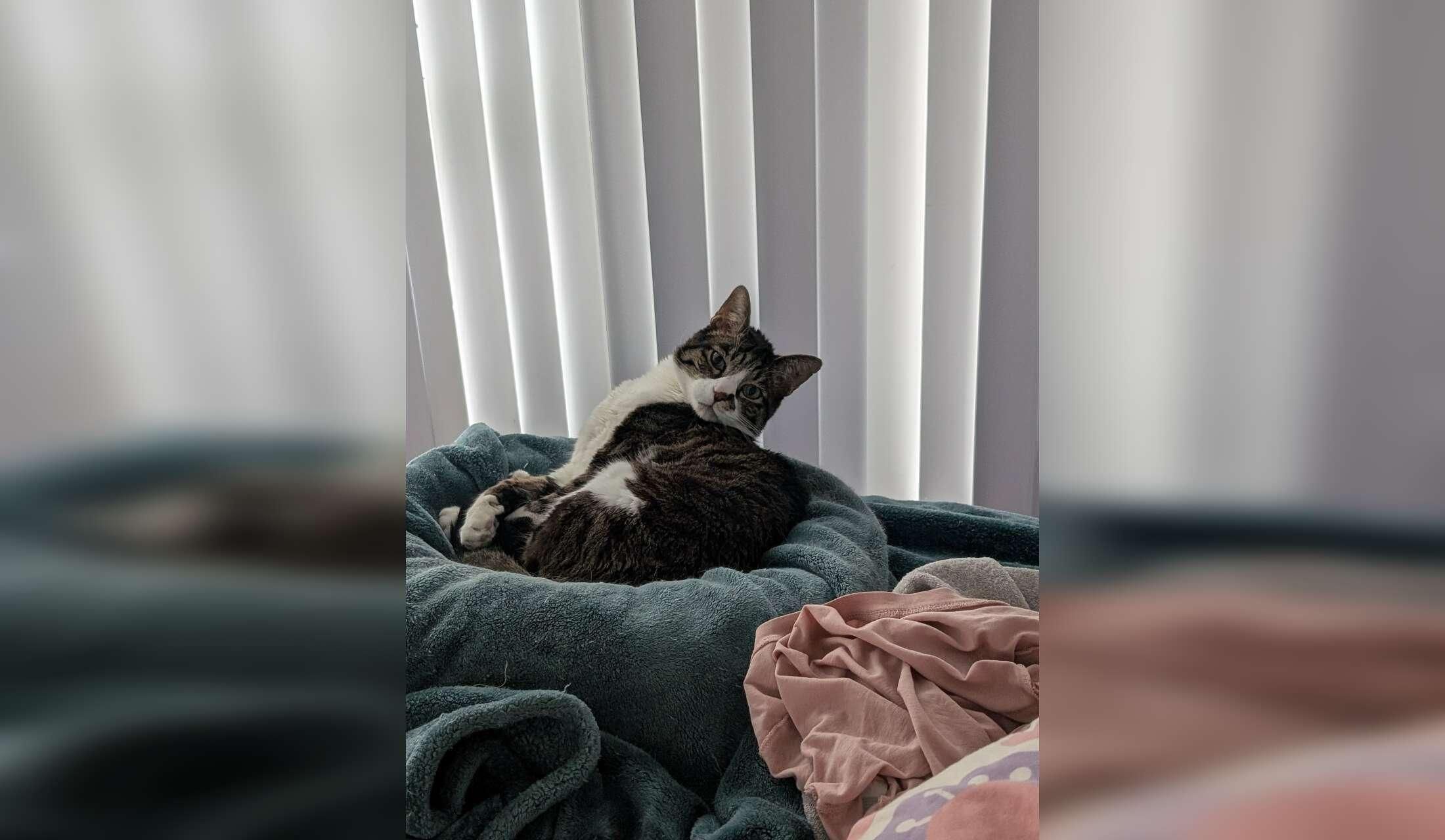 Cat sitting and apartment stay in downtown Toronto, ON for 2 weeks - Image 2