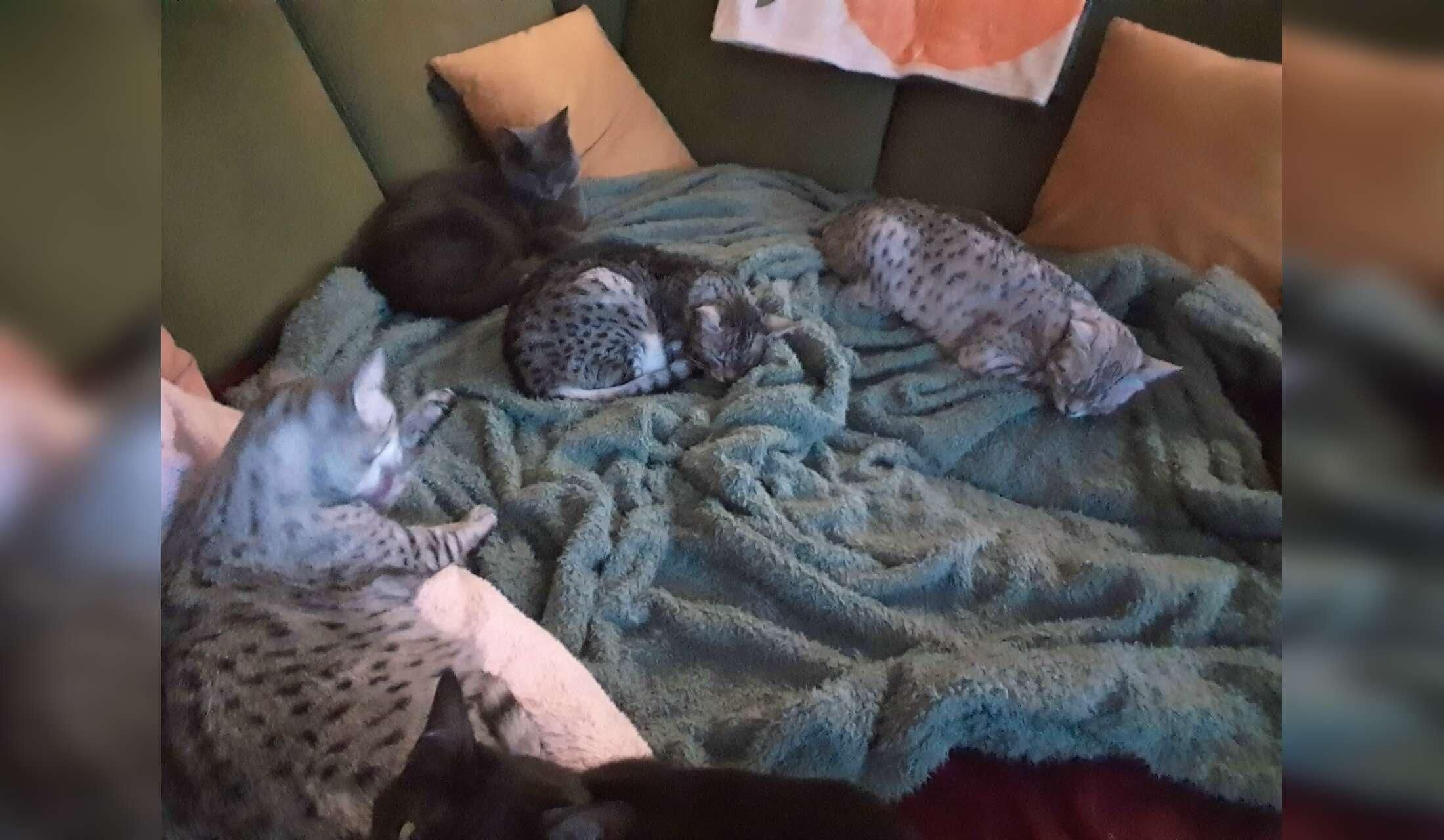 4 cats in nice appartment. 5KM van centrum Antwerpen - Image 3