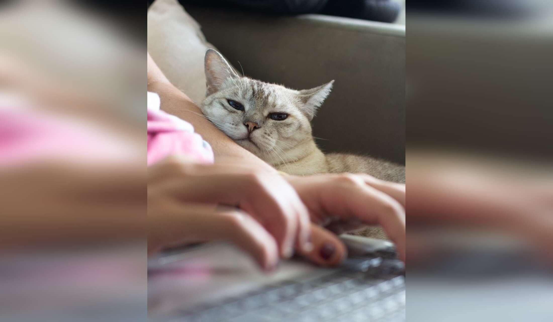 Devoted cat family sitter. Your kitty's best friend while you're away - Image 10
