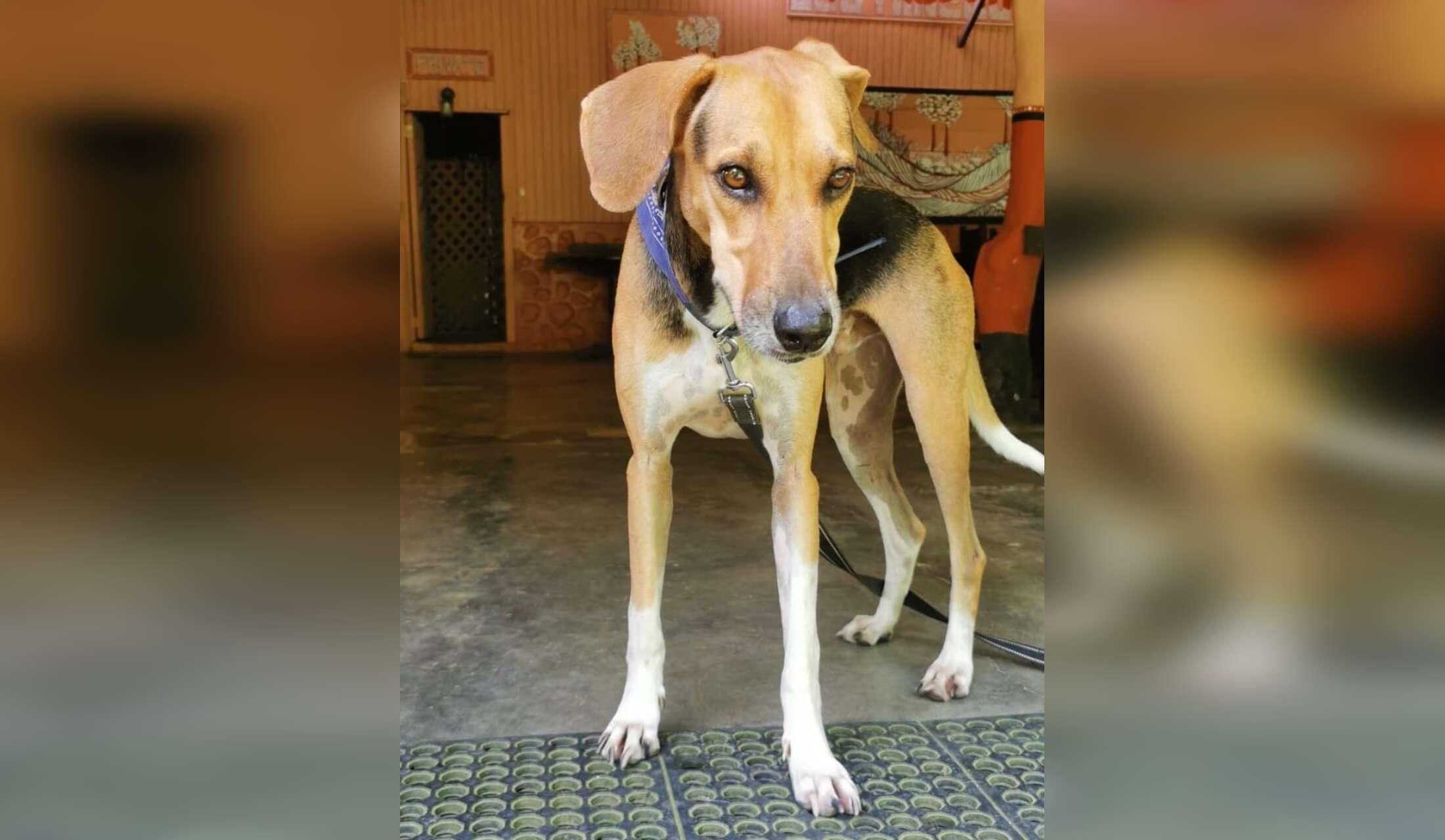 Looking for pet / house sitter for April 2027 in Costa Rica - Image 3