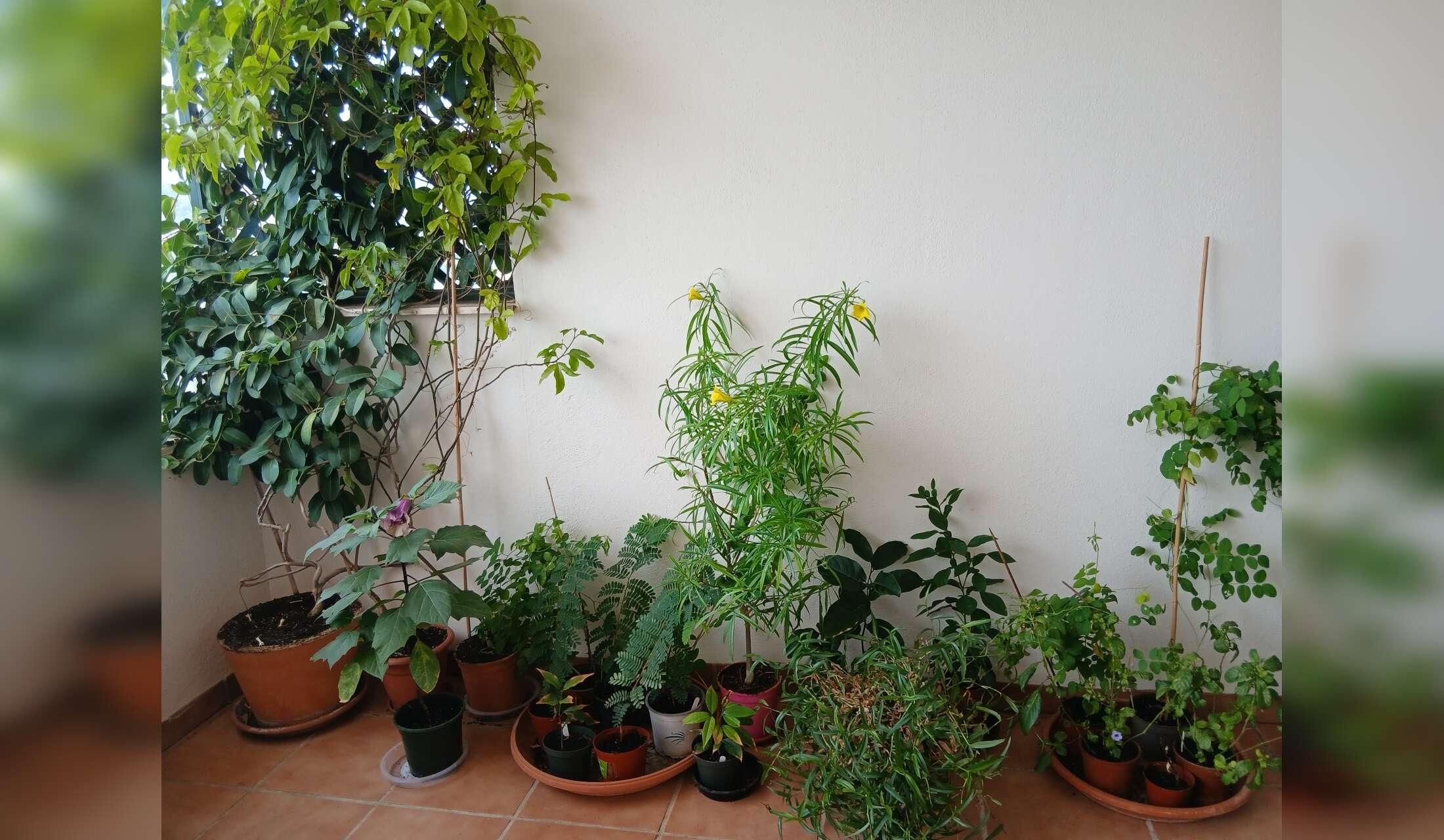 Plant Lover needed to house-sit our home in Costa Tropical, Andalucia - Image 5