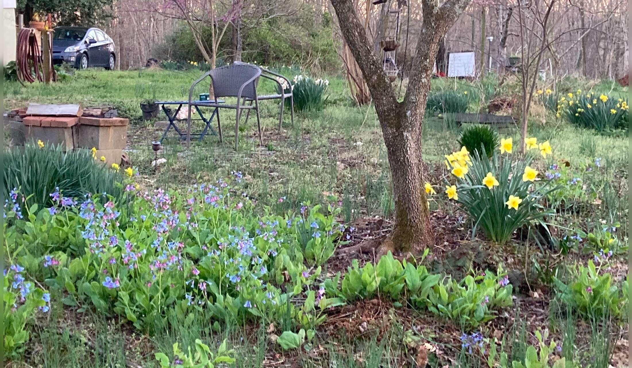 Low-key Blue Ridge sit with paid dog walker available! - Image 4