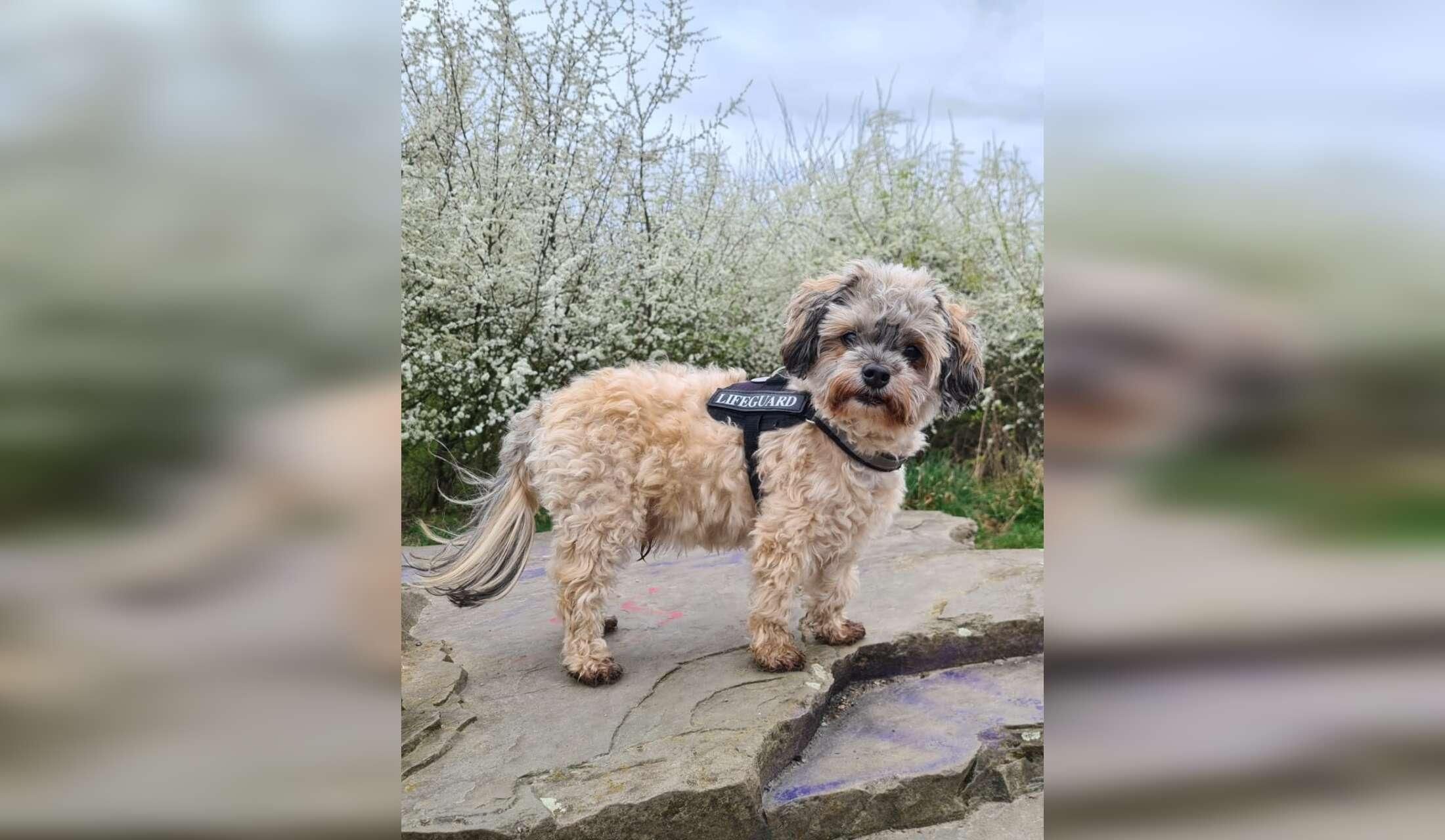 Single to care for small dog