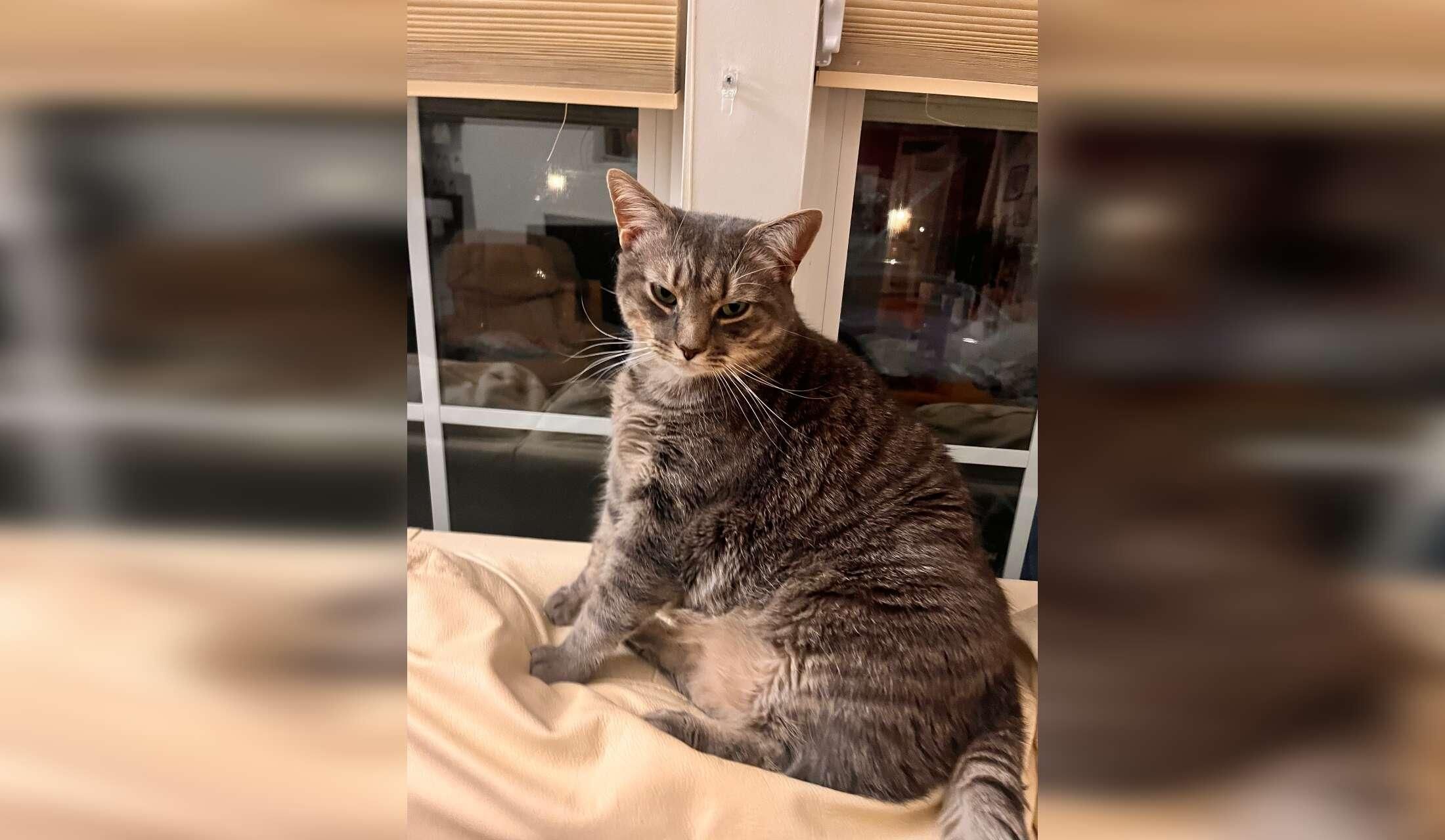 Care needed for my puppy and two cats - Image 4
