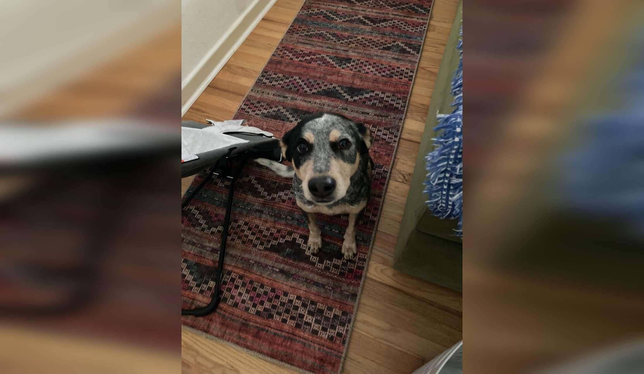 Looking for a house/pet sitter for the week of Thanksgiving 2026 - Image 4