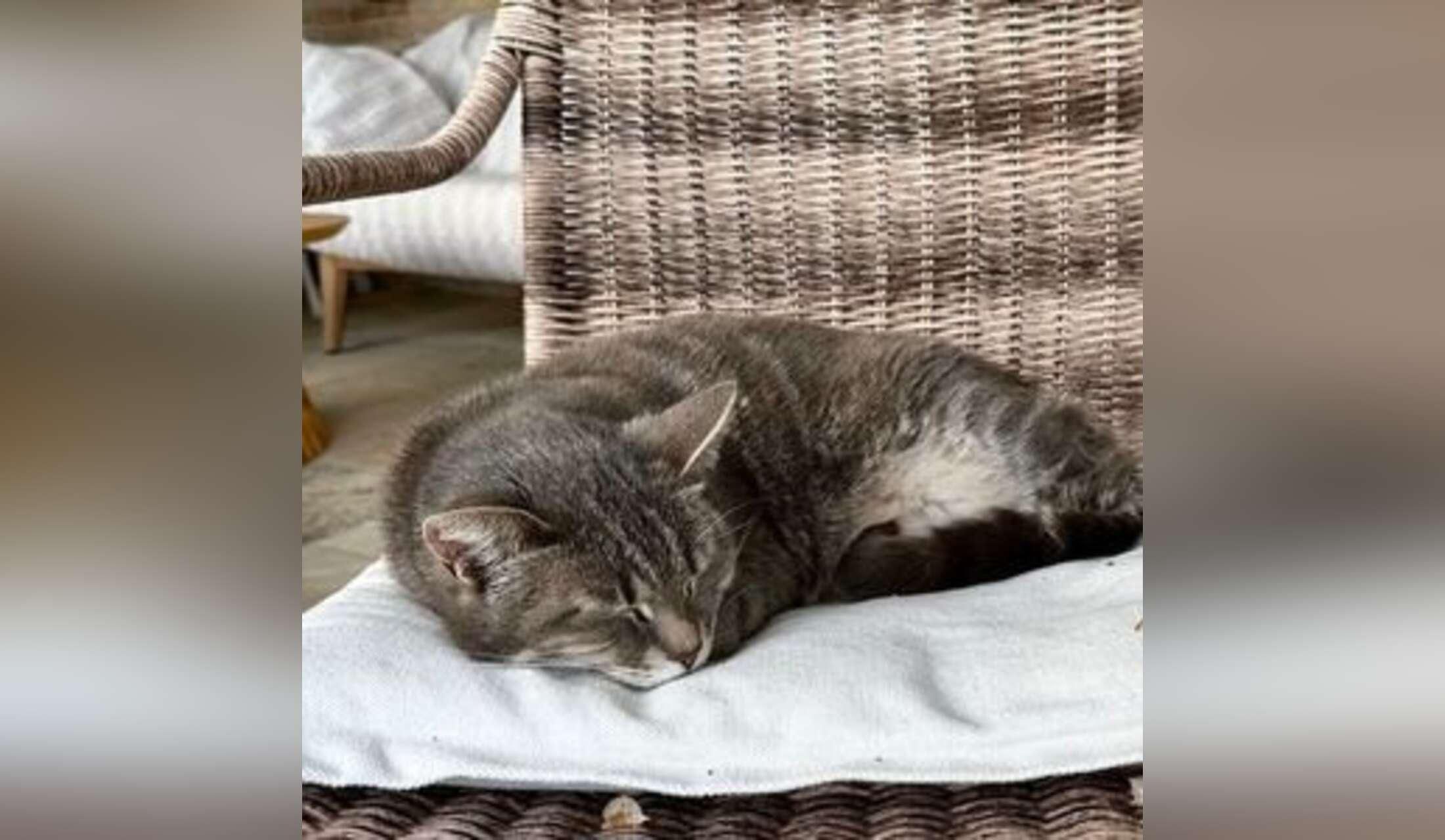 Looking for Italy lovers who like to look after our Countryhouse and 3 cats - Image 10