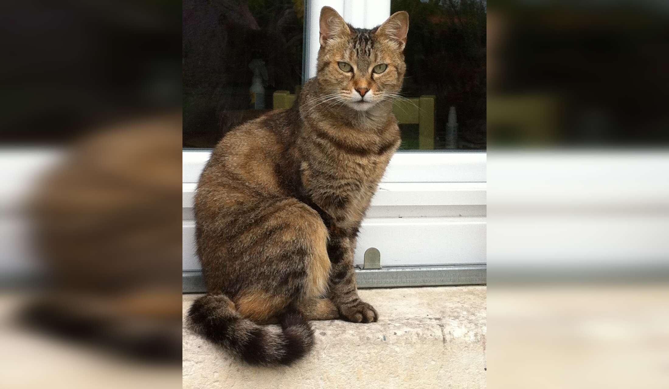 3 week Housesit with 4 cats mid January 2027 - Image 2