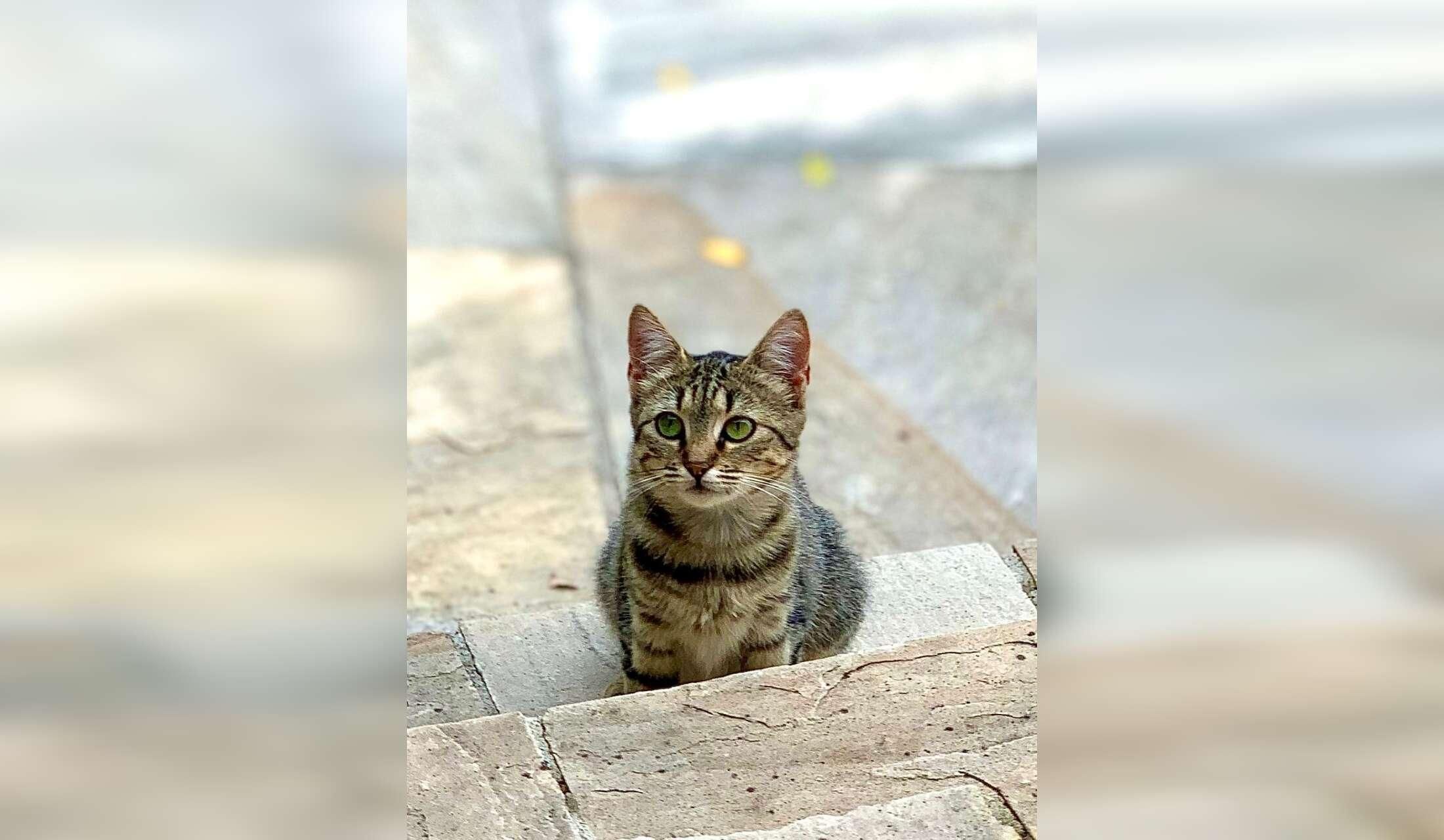 Looking for Italy lovers who like to look after our Countryhouse and 3 cats - Image 4