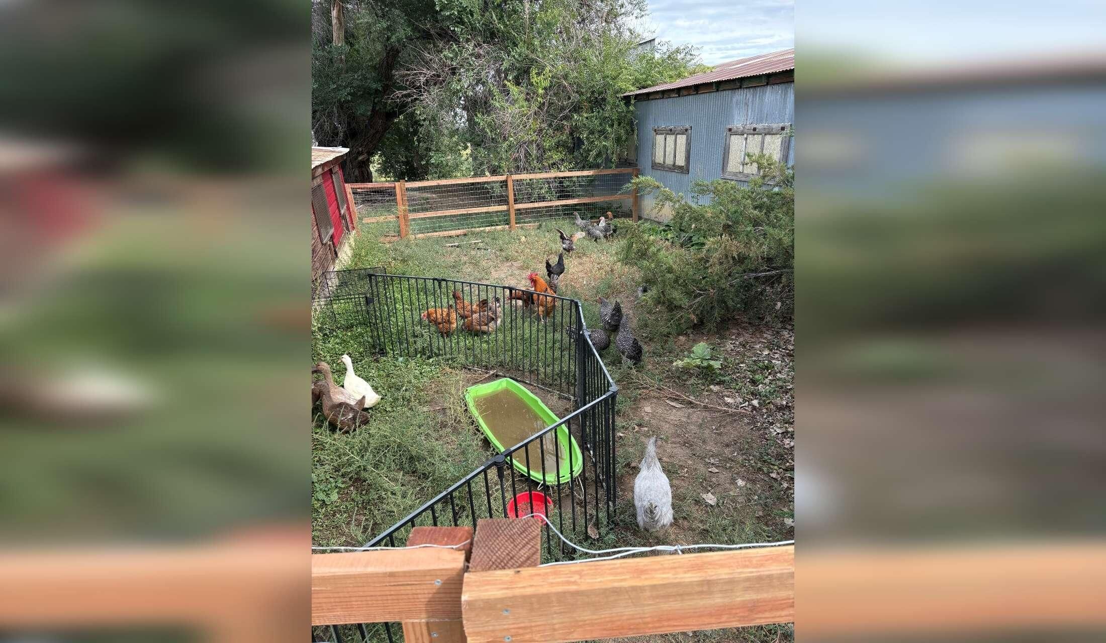 10 day/ 9 night Farm Stay in Boulder, CO! - Image 3