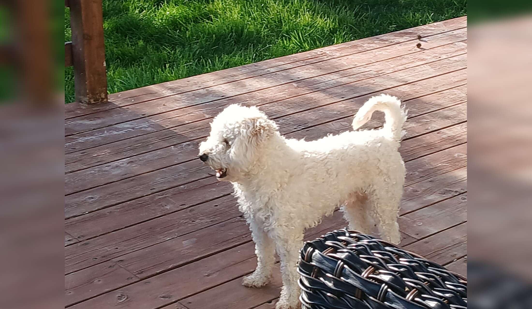 Feb-March 2027-(7 weeks)  Dog and House Sitter Needed in Beautiful Southern Oregon - Image 4