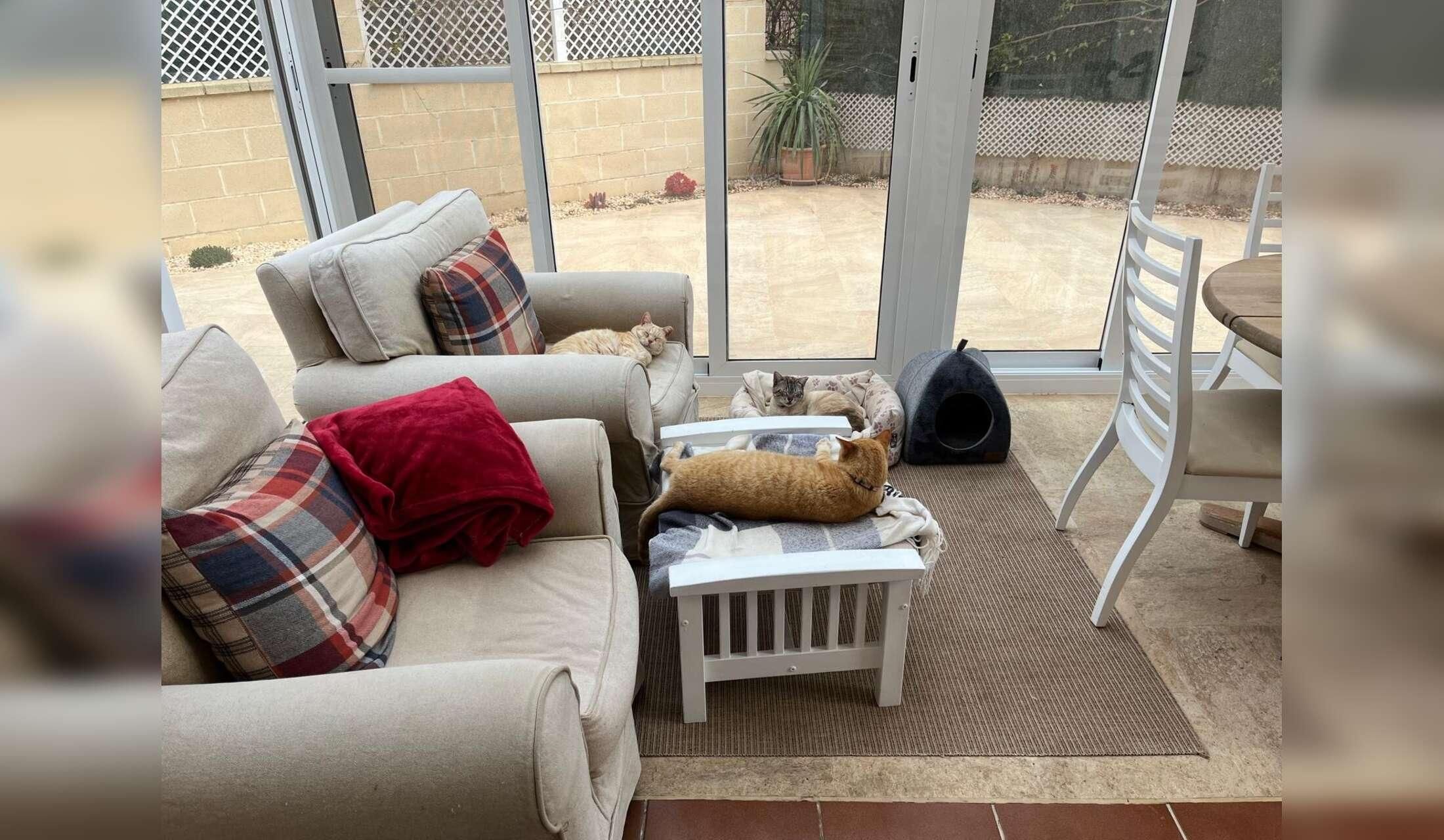 Detached 2 bedroom house in quiet village next to the Mar Menor with 7 cats to care for - Image 5