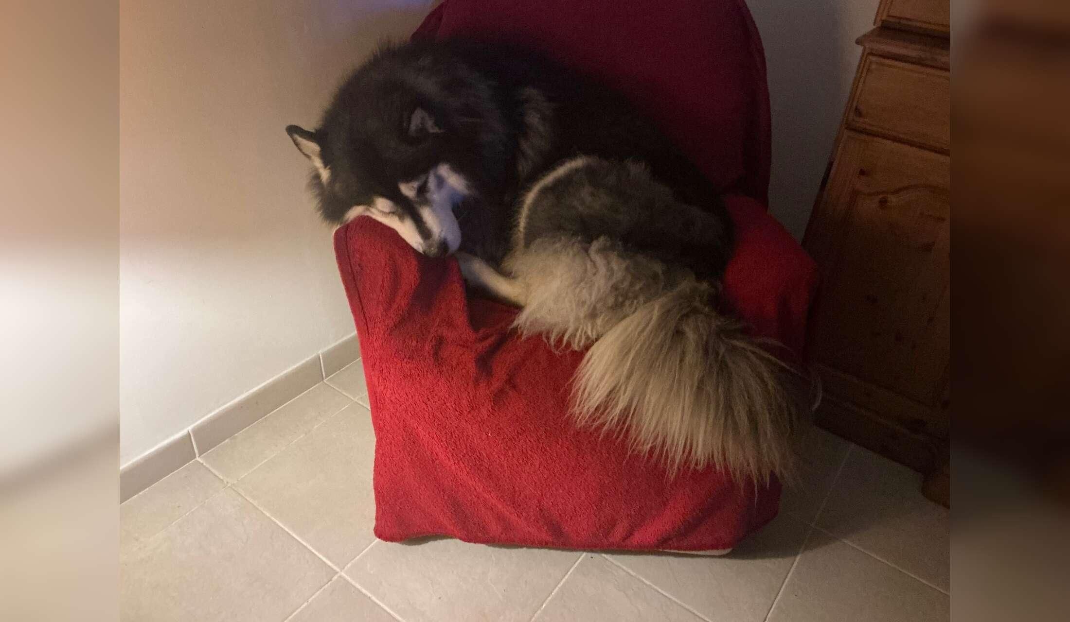 Our adorable husky Oreo - Image 4