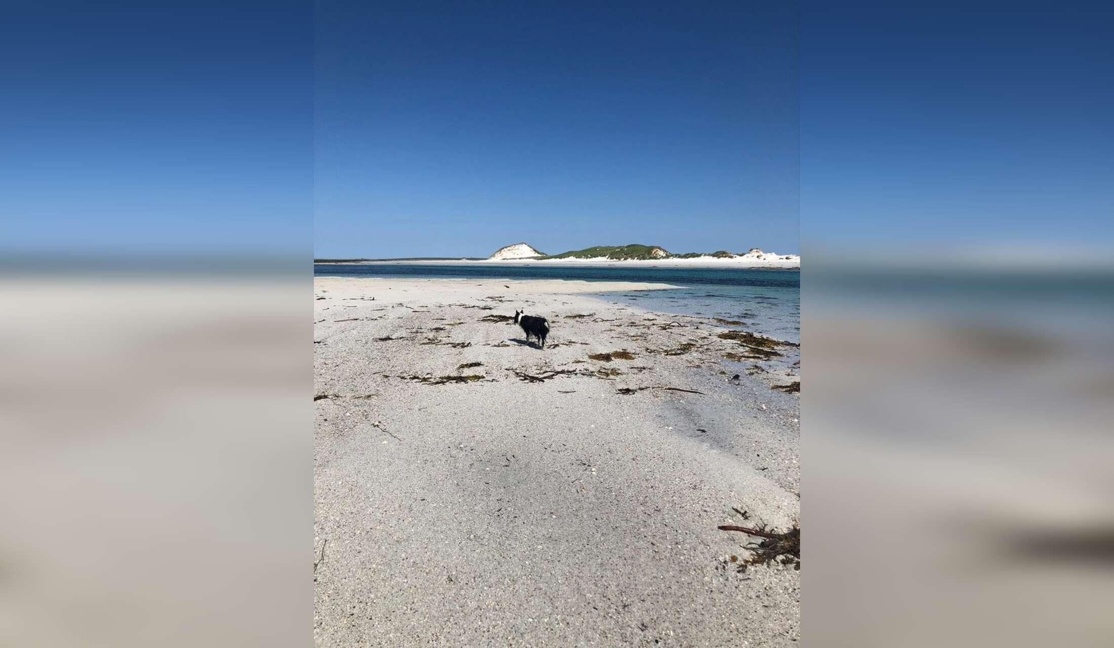 Orkney Islands - dog sit opportunity