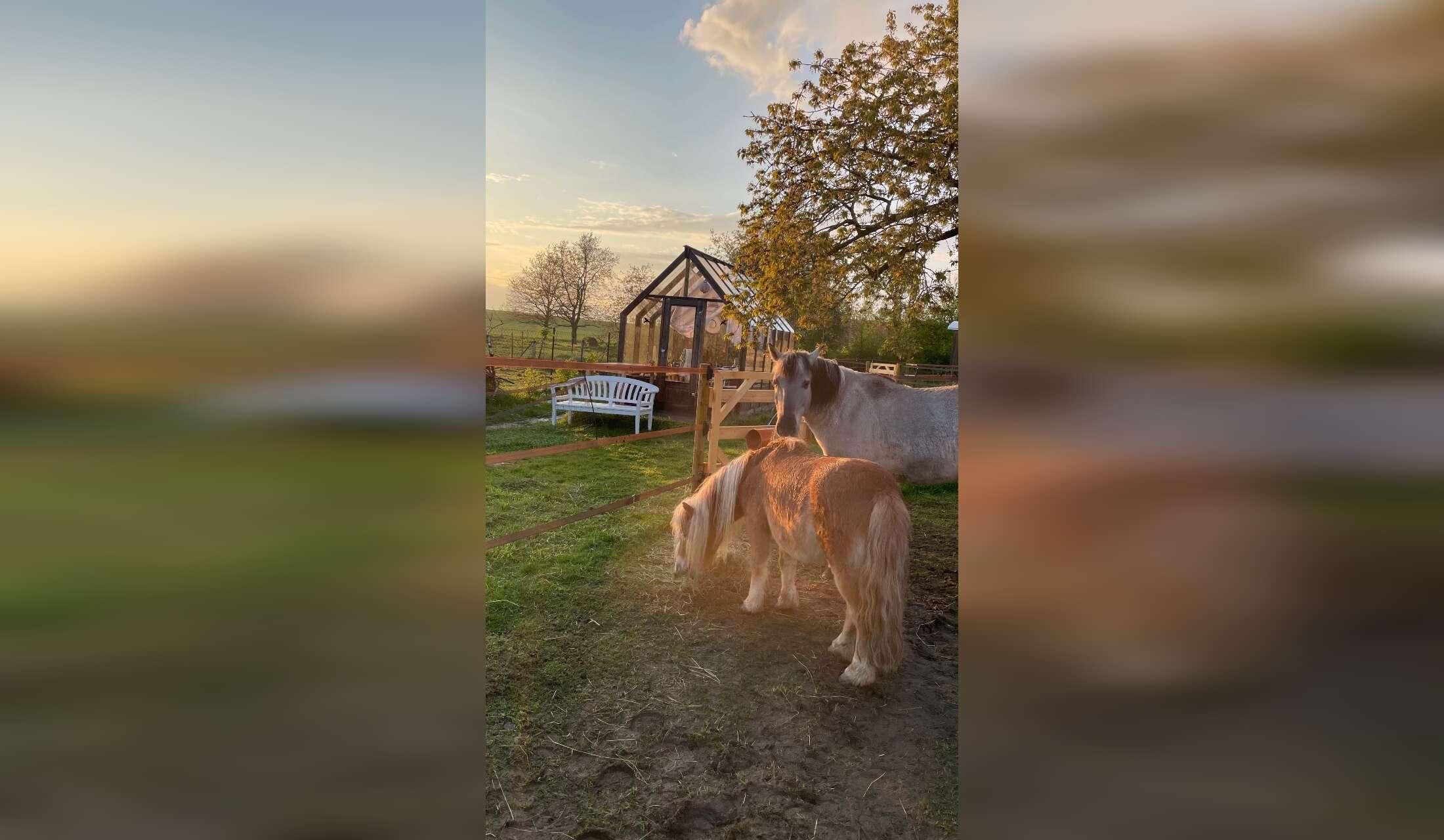 Welcome to our creative green place with 2 ponies, cats and a dog - Image 5