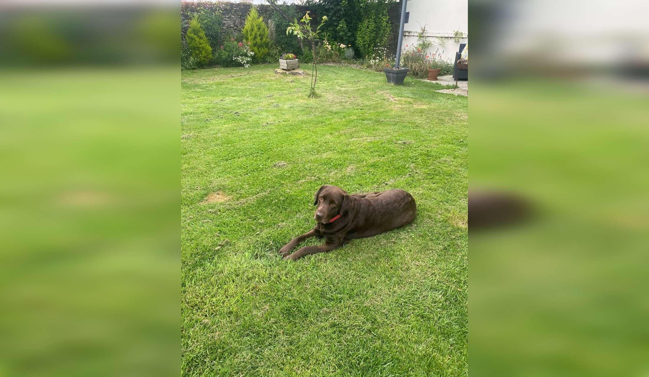 Looking for a couple to animal sit in France - Image 2