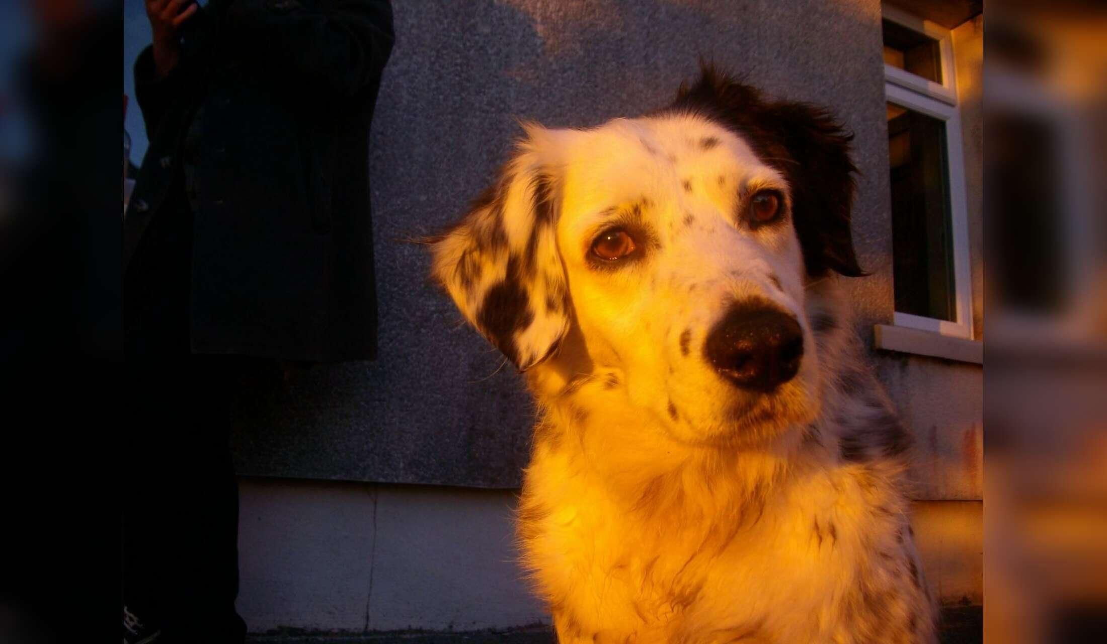 Looking for a house and pet sitter near the beach in Connemara, Ireland - Image 8