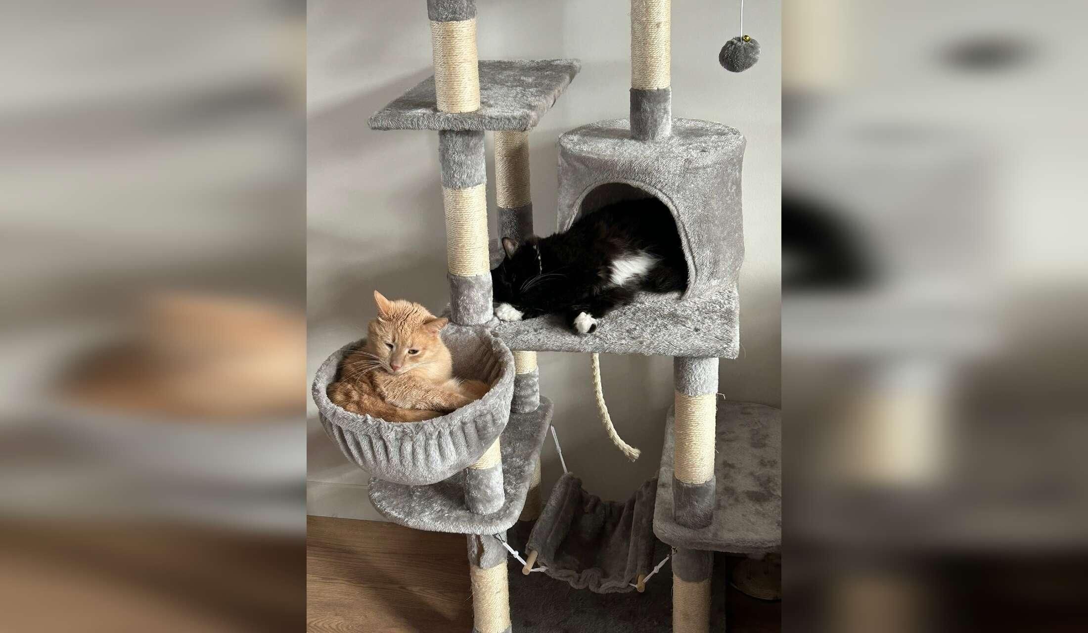 Taking care of 2 cute cats and our house for 2,5 months - Image 6