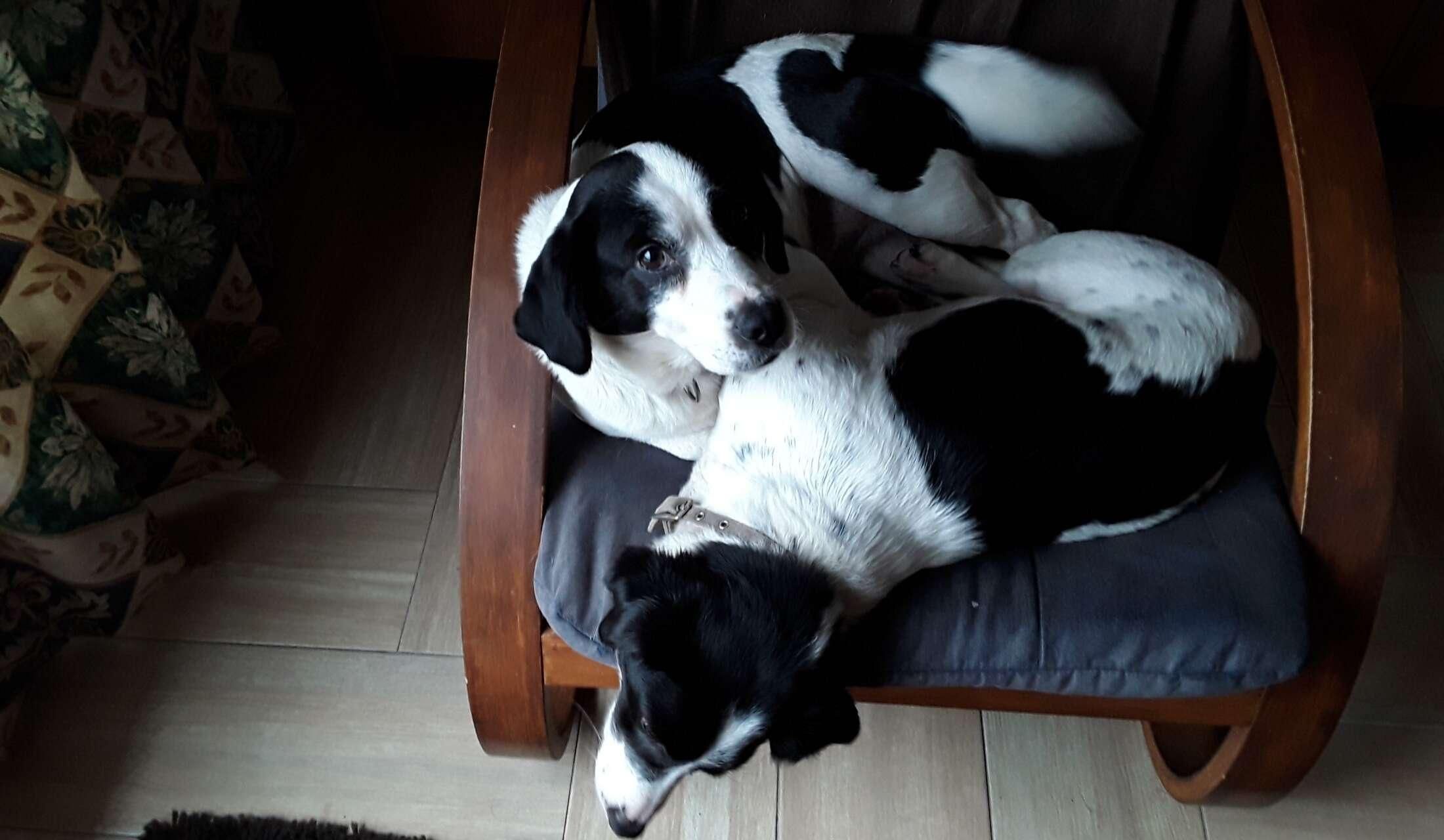 House and dogs sitter in rural Ireland - Image 3
