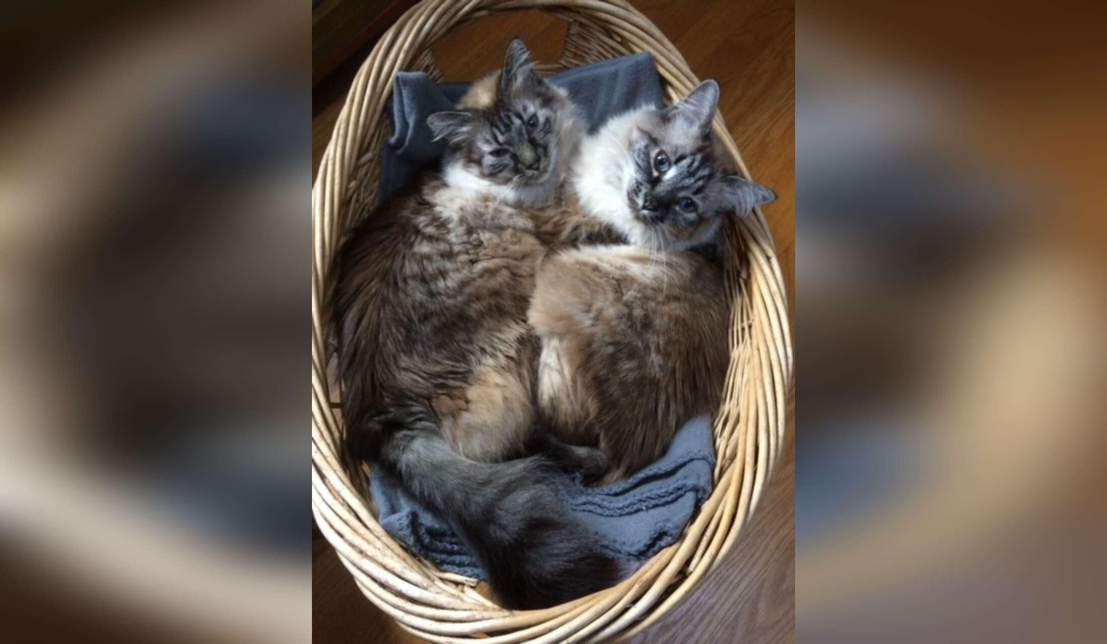 Seattle in September with 2 cats! - Image 10