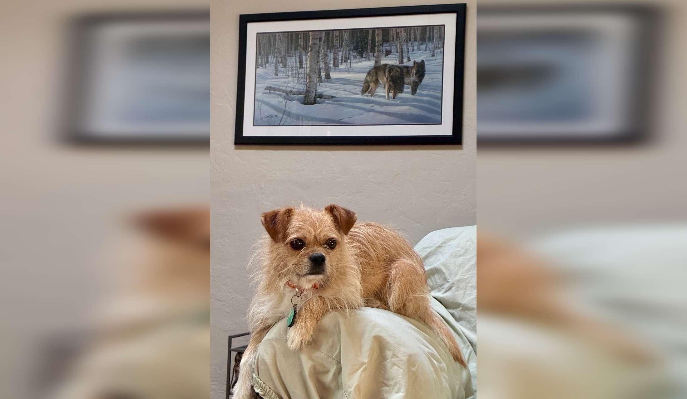 Nice home near University of NM and Nob Hill with sweet 16 pound terrier mix
