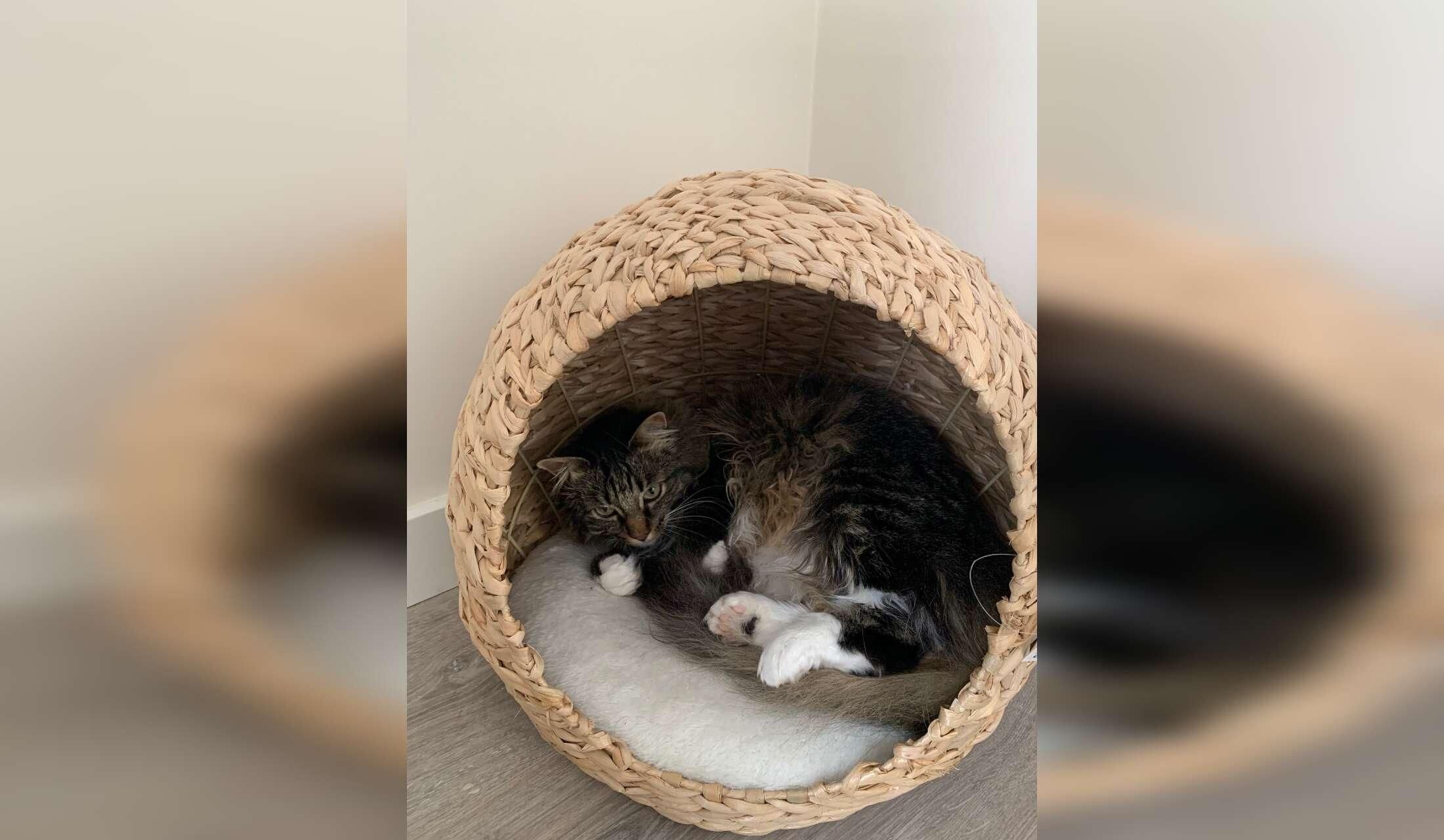 Pet & House sitter needed - Bussum