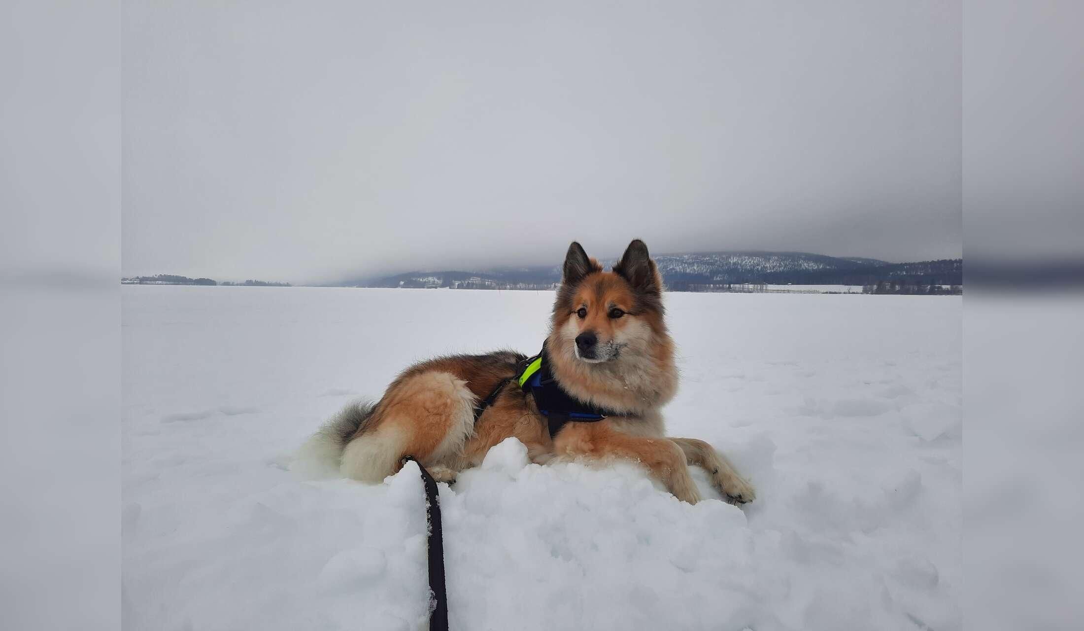 Beautiful Sweden in winter with a lovely dog and rabbit
