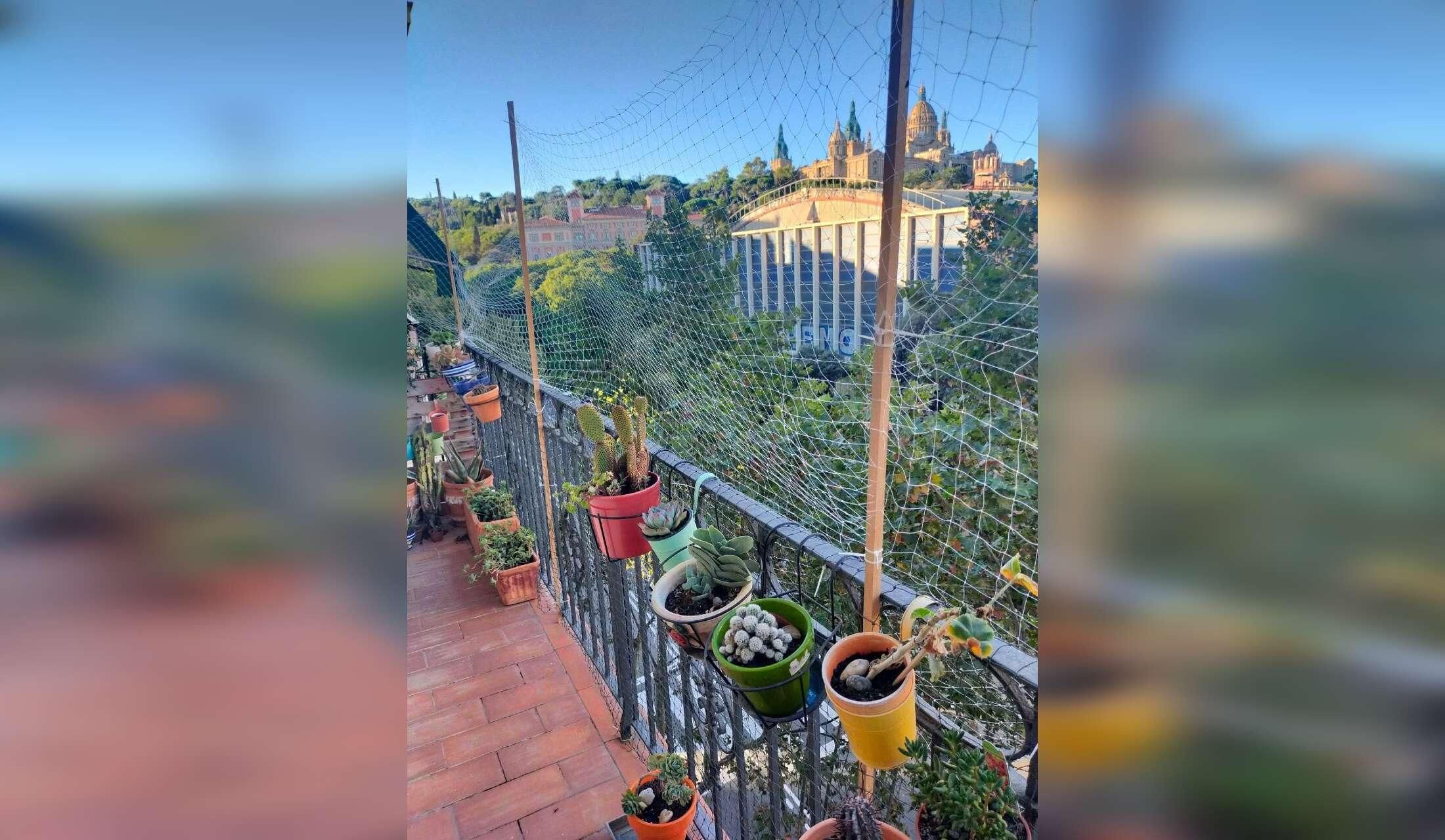 Sitter required for 2 cats in Barcelona - Image 2