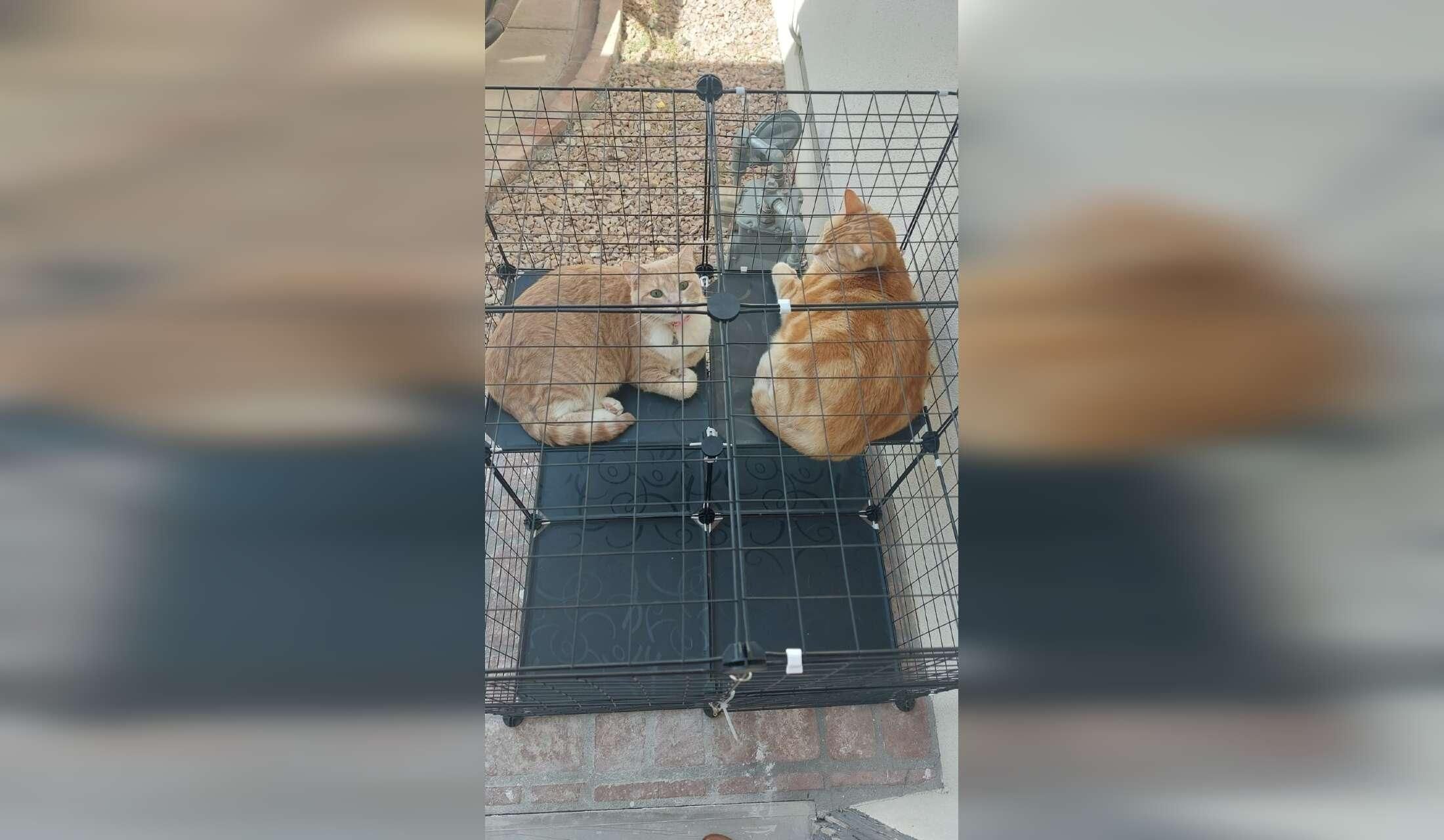 San Diego opportunity - 2 beautiful, easy kitties in bright, beautiful studio apt in convenient, walkable downtown Chula Vista - Image 2